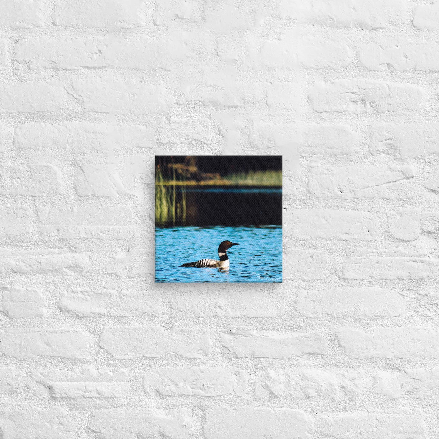Canvas - Common Loon
