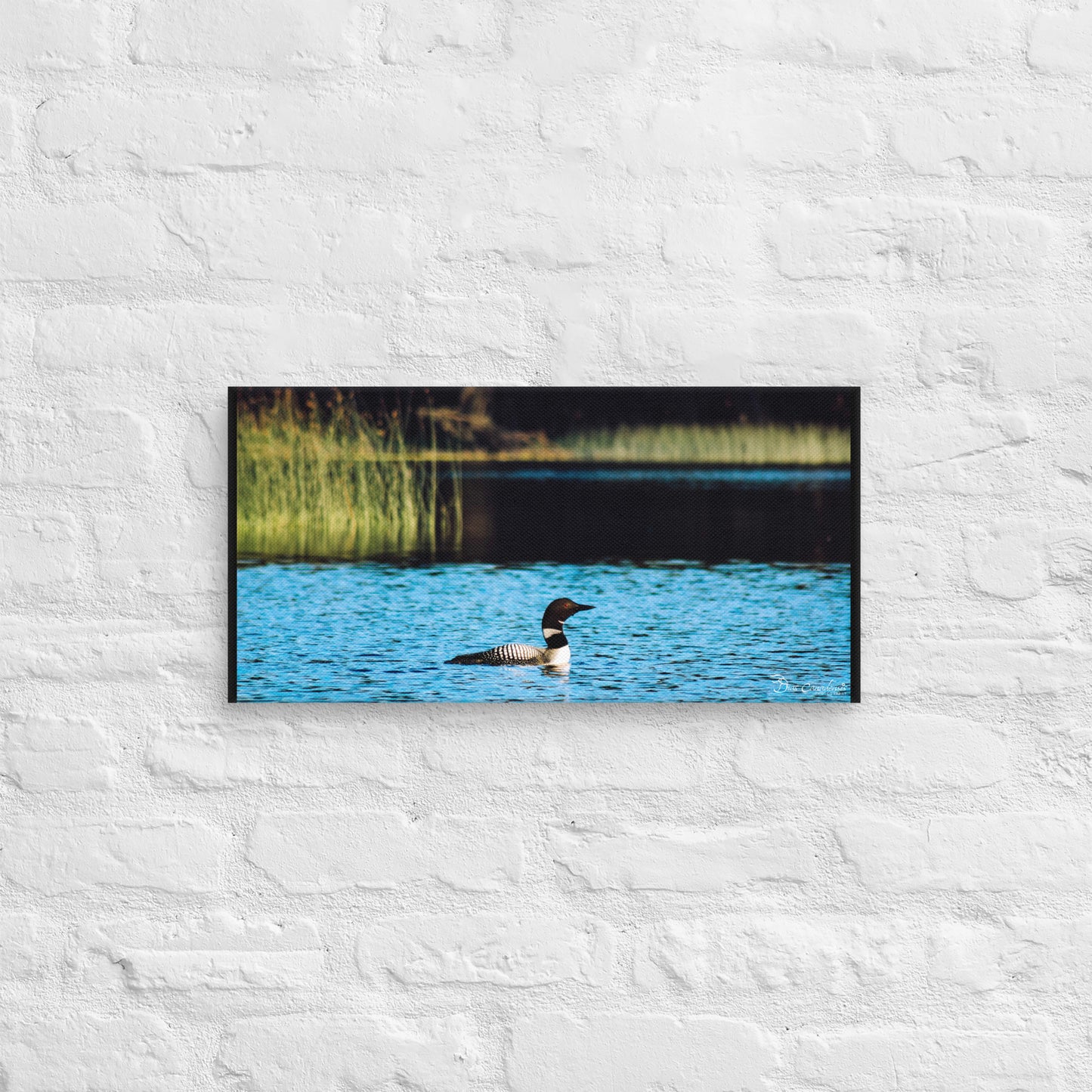 Canvas - Common Loon