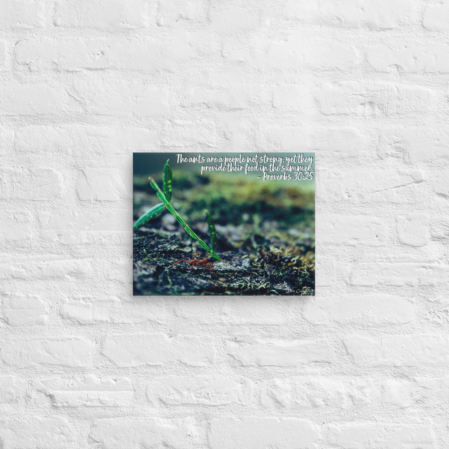 Canvas - Proverbs Wisdom Series - The Ants