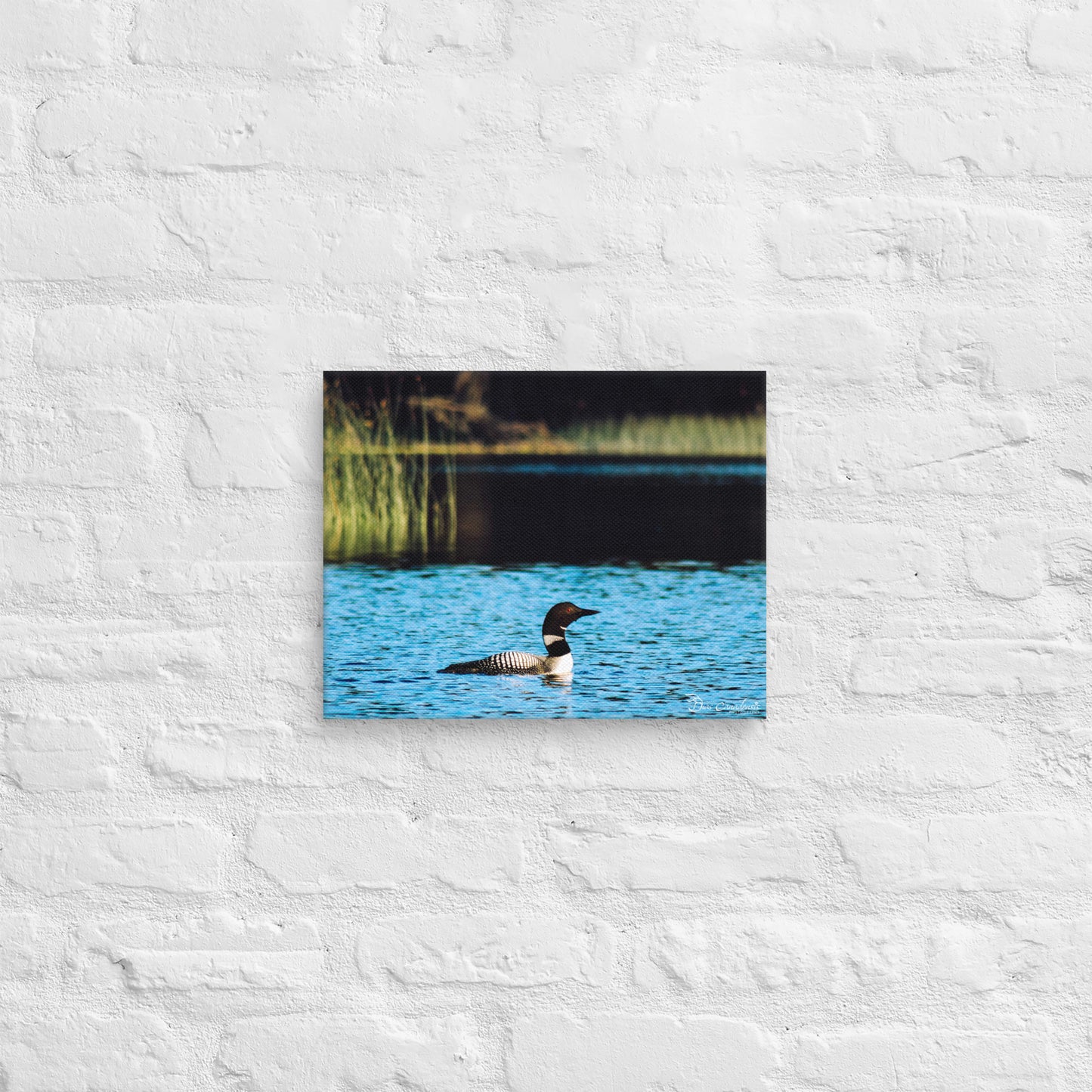 Canvas - Common Loon