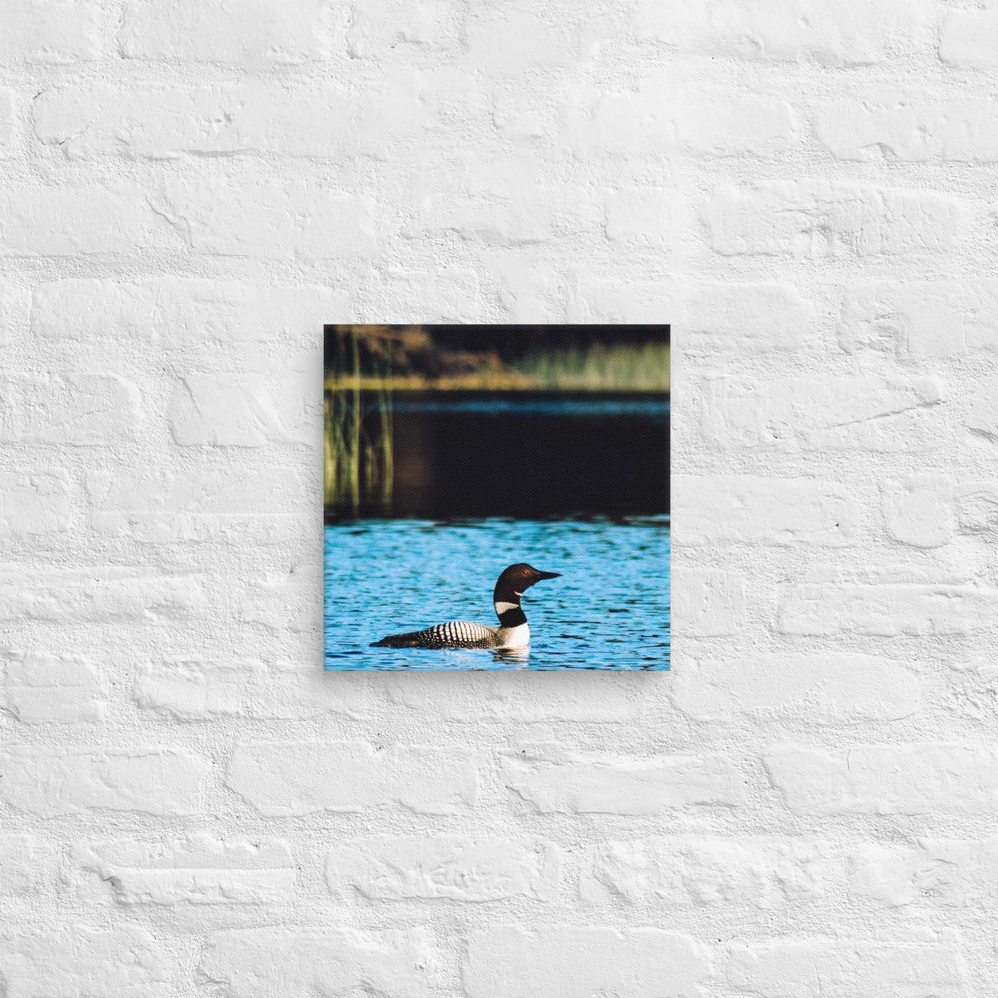 Canvas - Common Loon