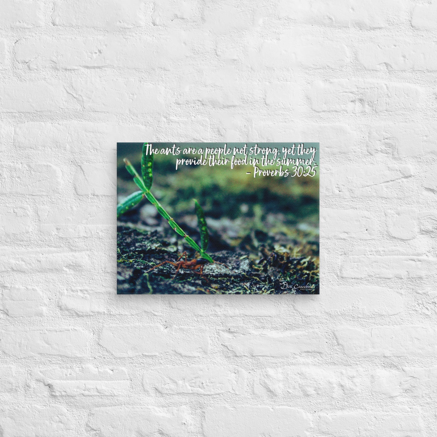 Canvas - Proverbs Wisdom Series - The Ants
