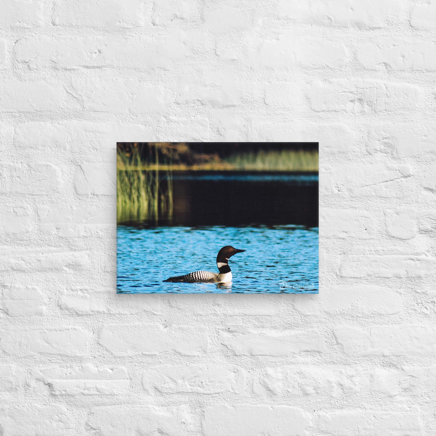 Canvas - Common Loon