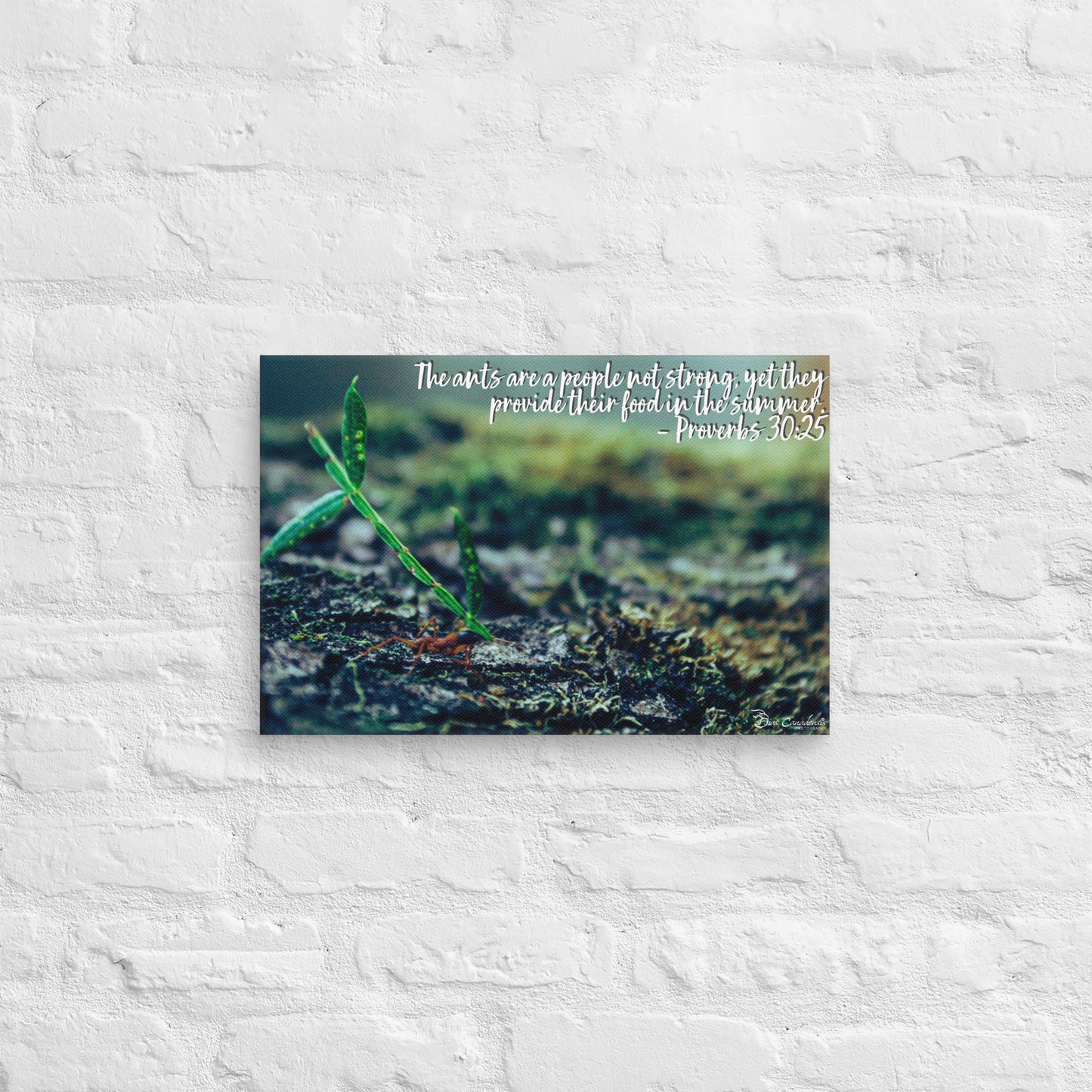Canvas - Proverbs Wisdom Series - The Ants