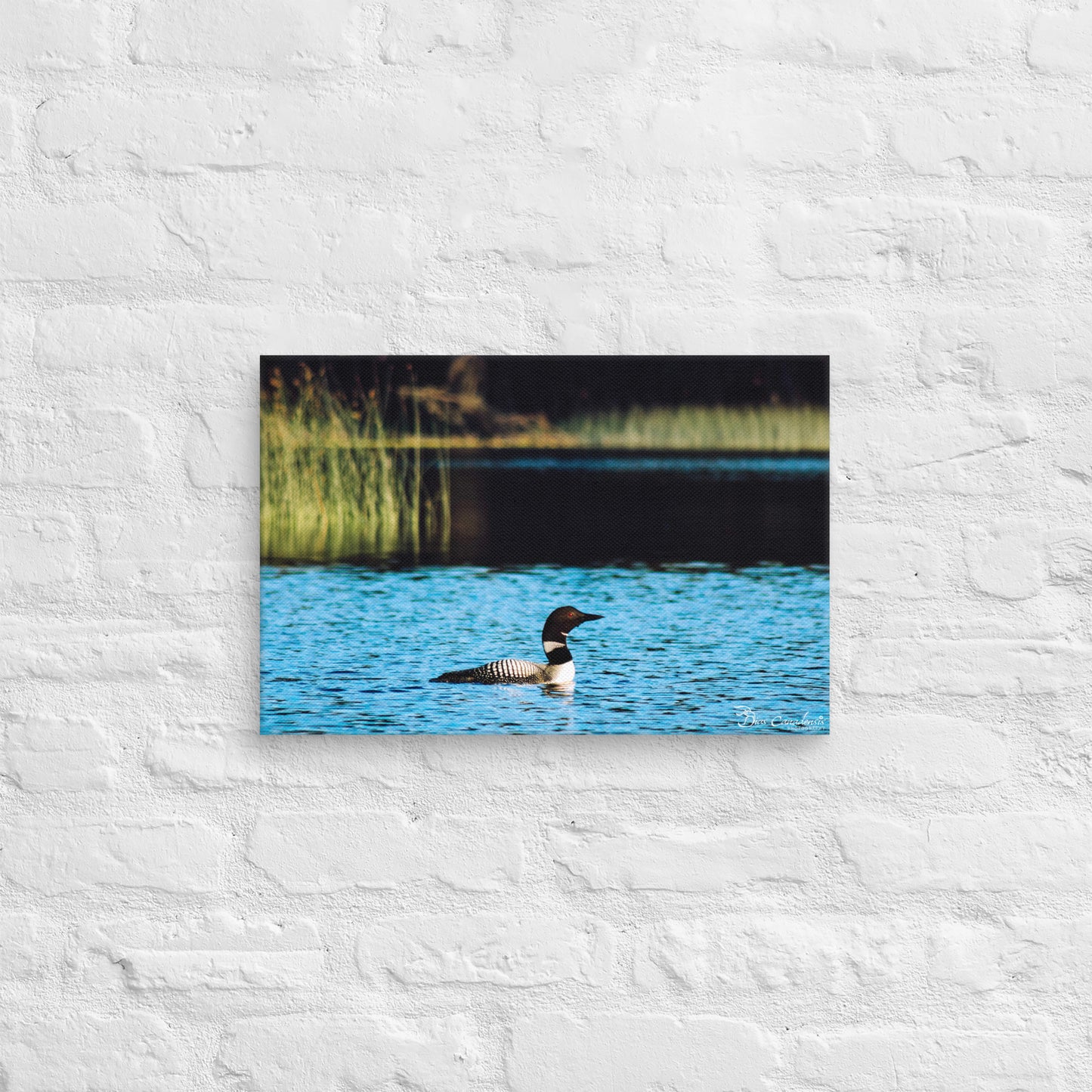 Canvas - Common Loon
