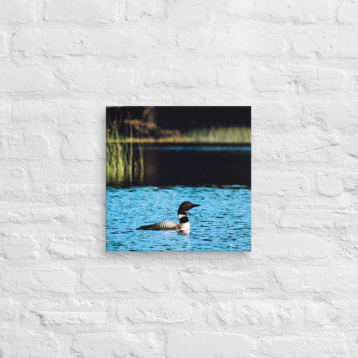 Canvas - Common Loon