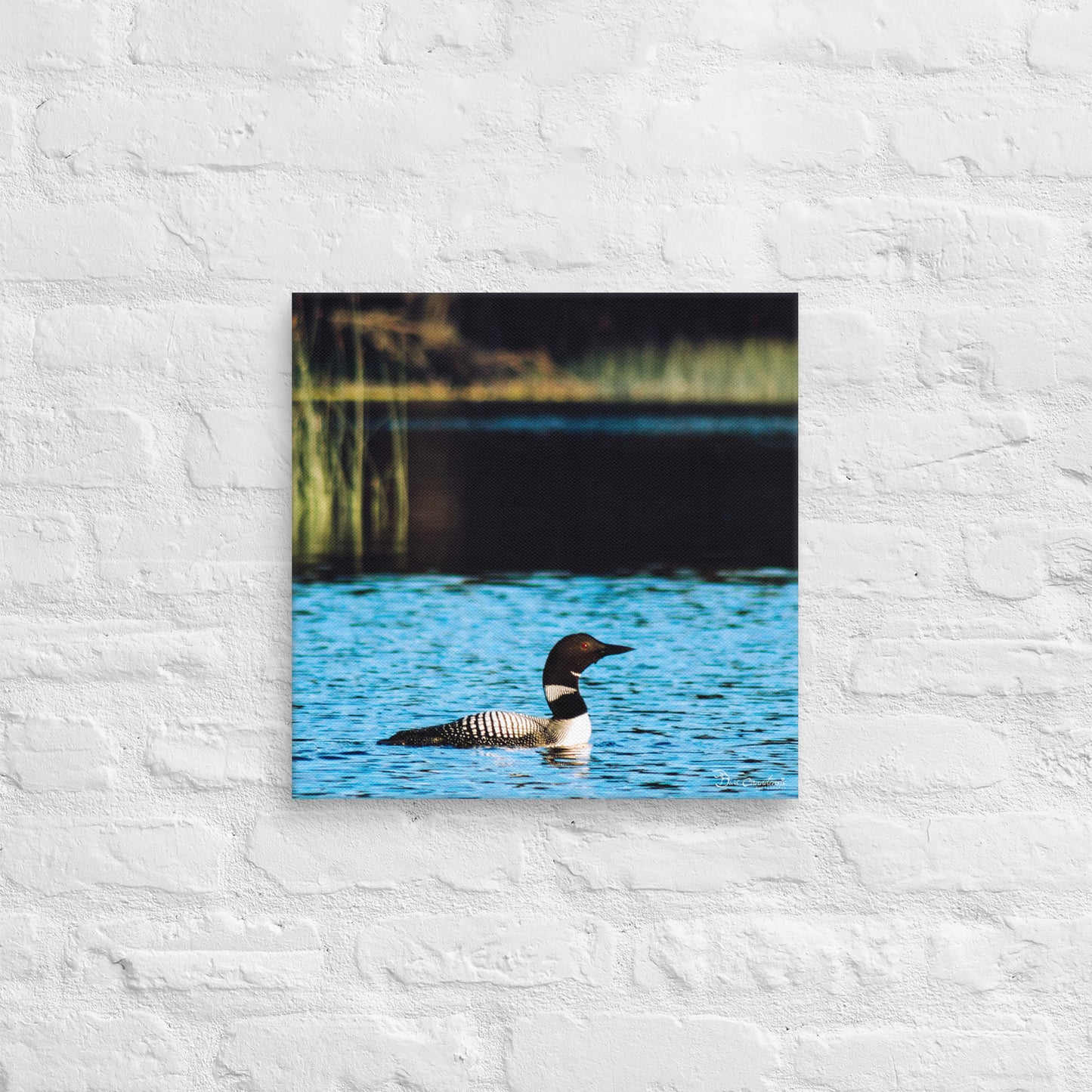 Canvas - Common Loon