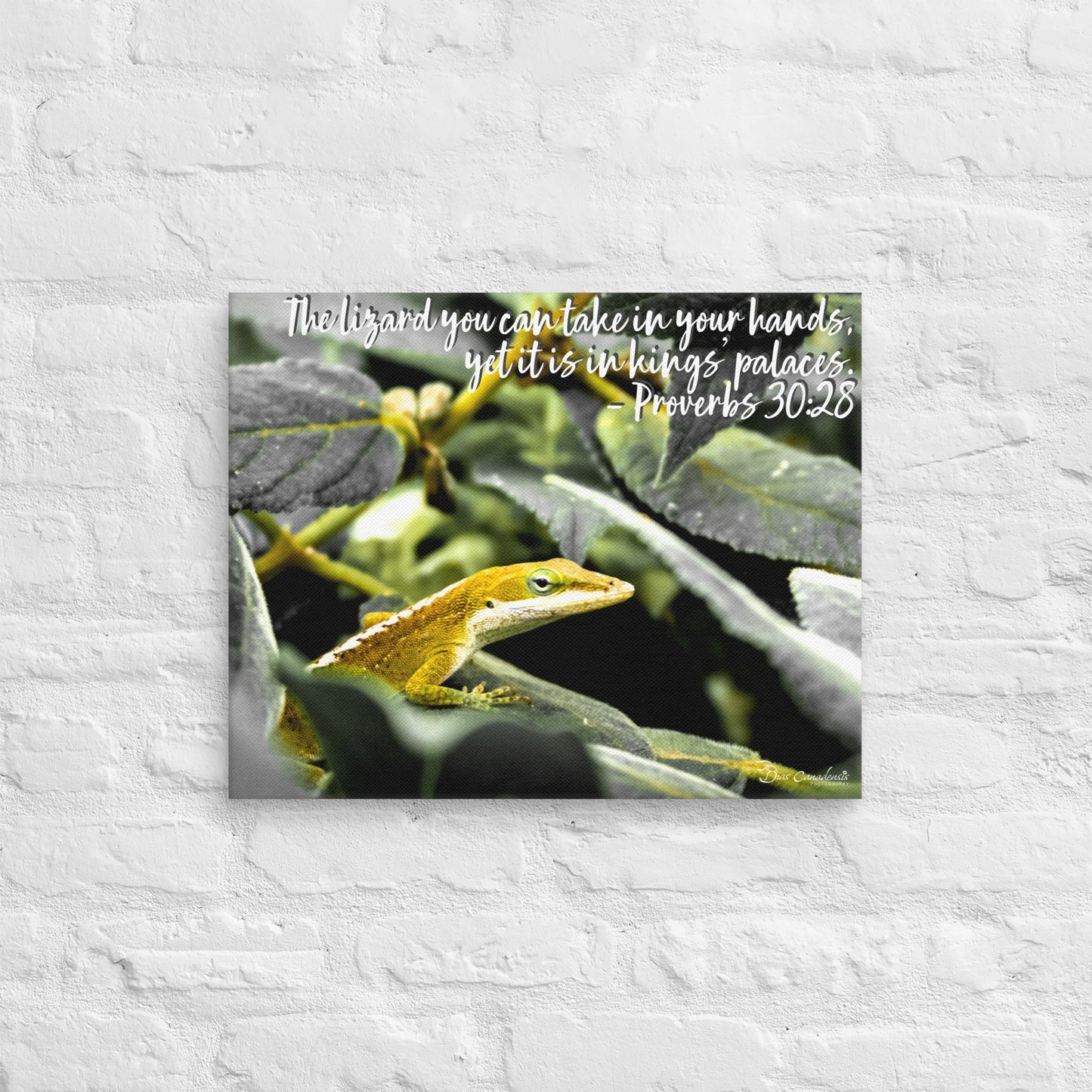 Canvas - Proverbs Wisdom Series - The Lizard