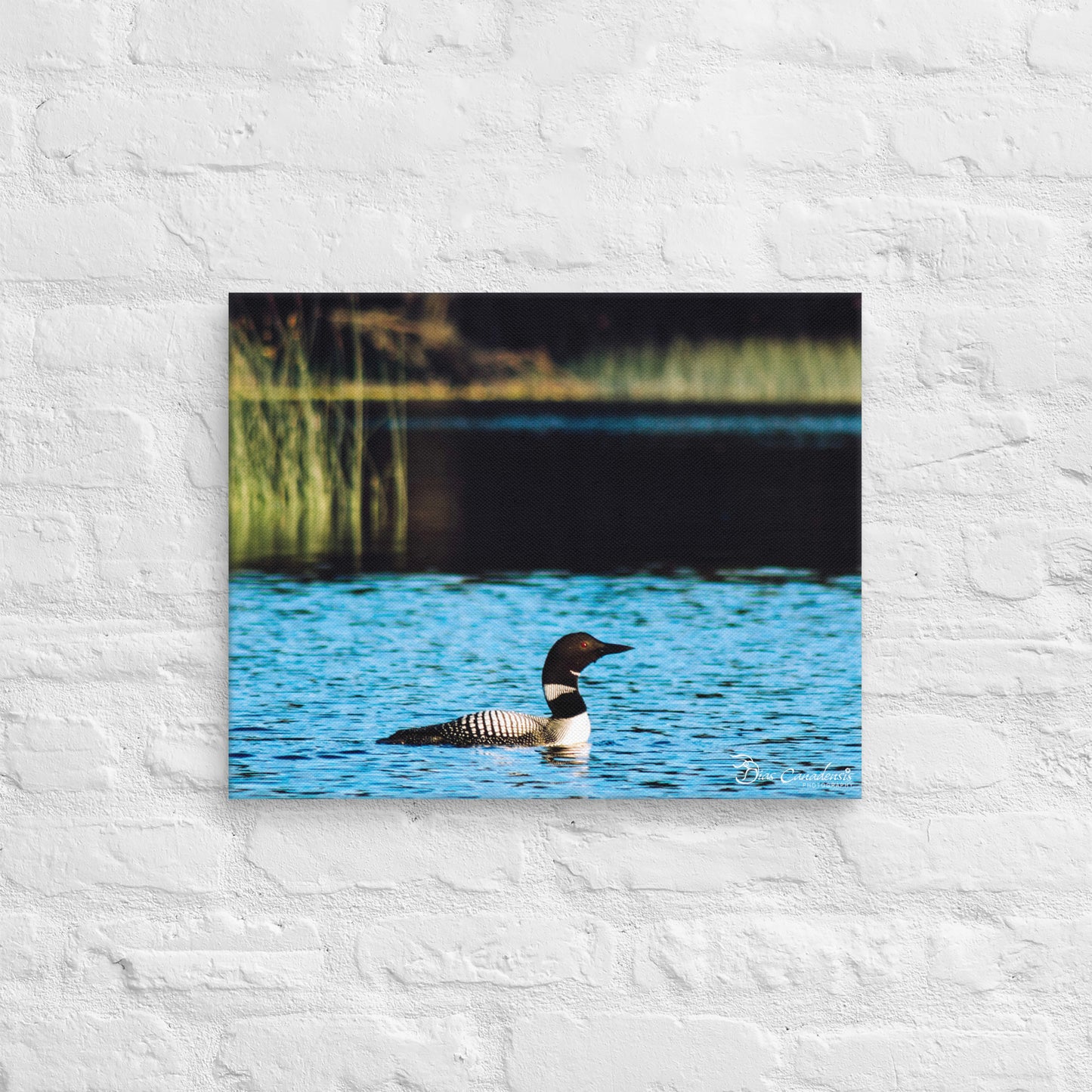 Canvas - Common Loon