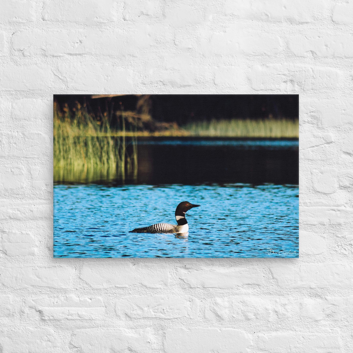 Canvas - Common Loon