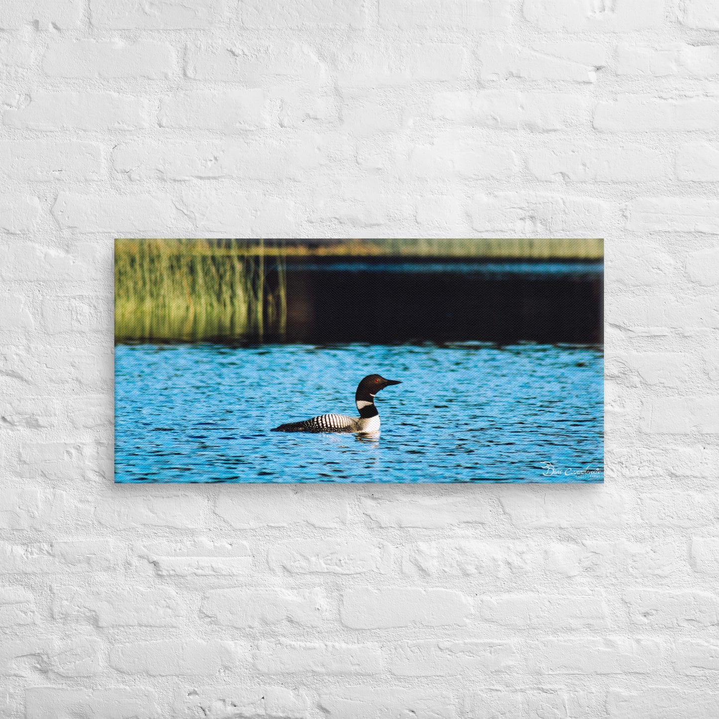 Canvas - Common Loon