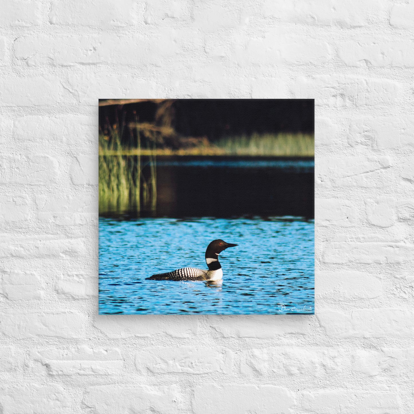 Canvas - Common Loon