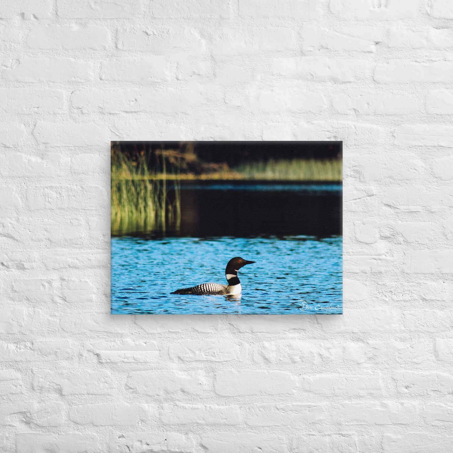 Canvas - Common Loon