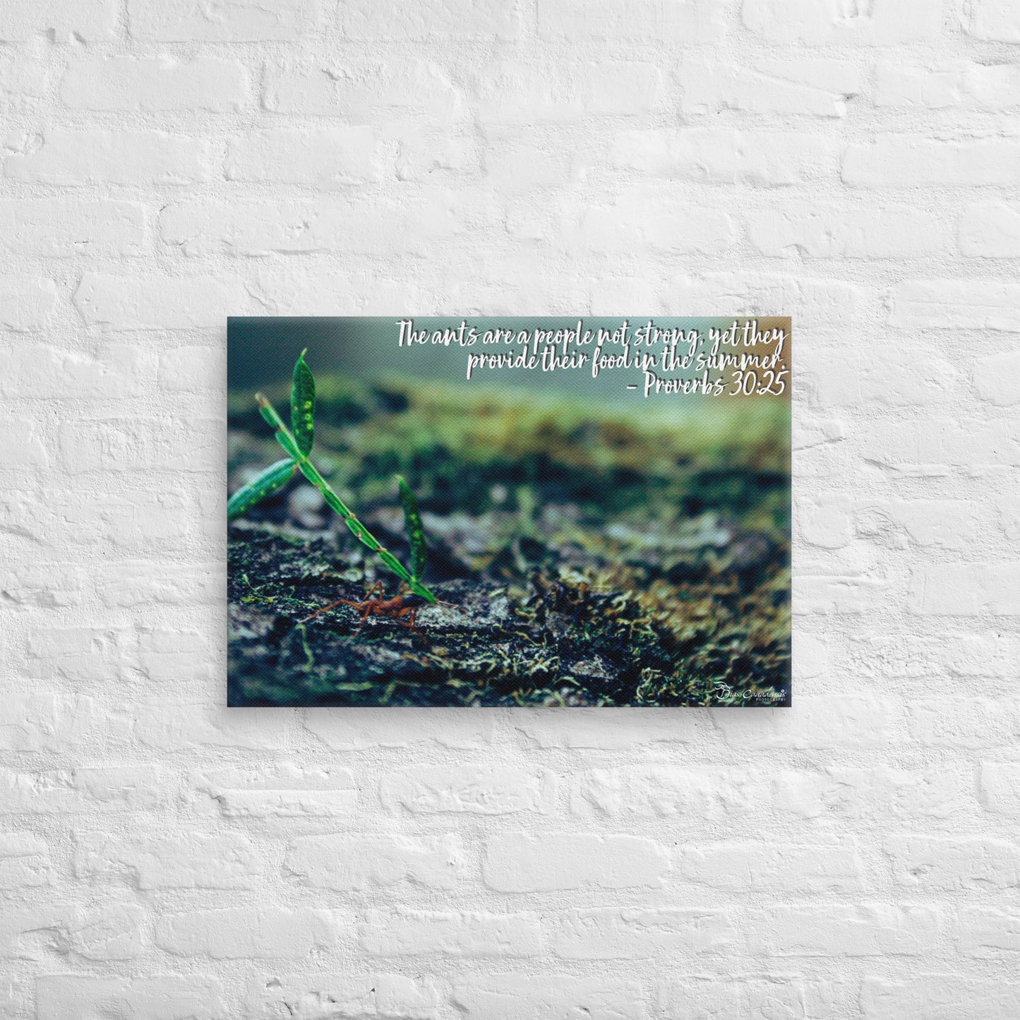 Canvas - Proverbs Wisdom Series - The Ants