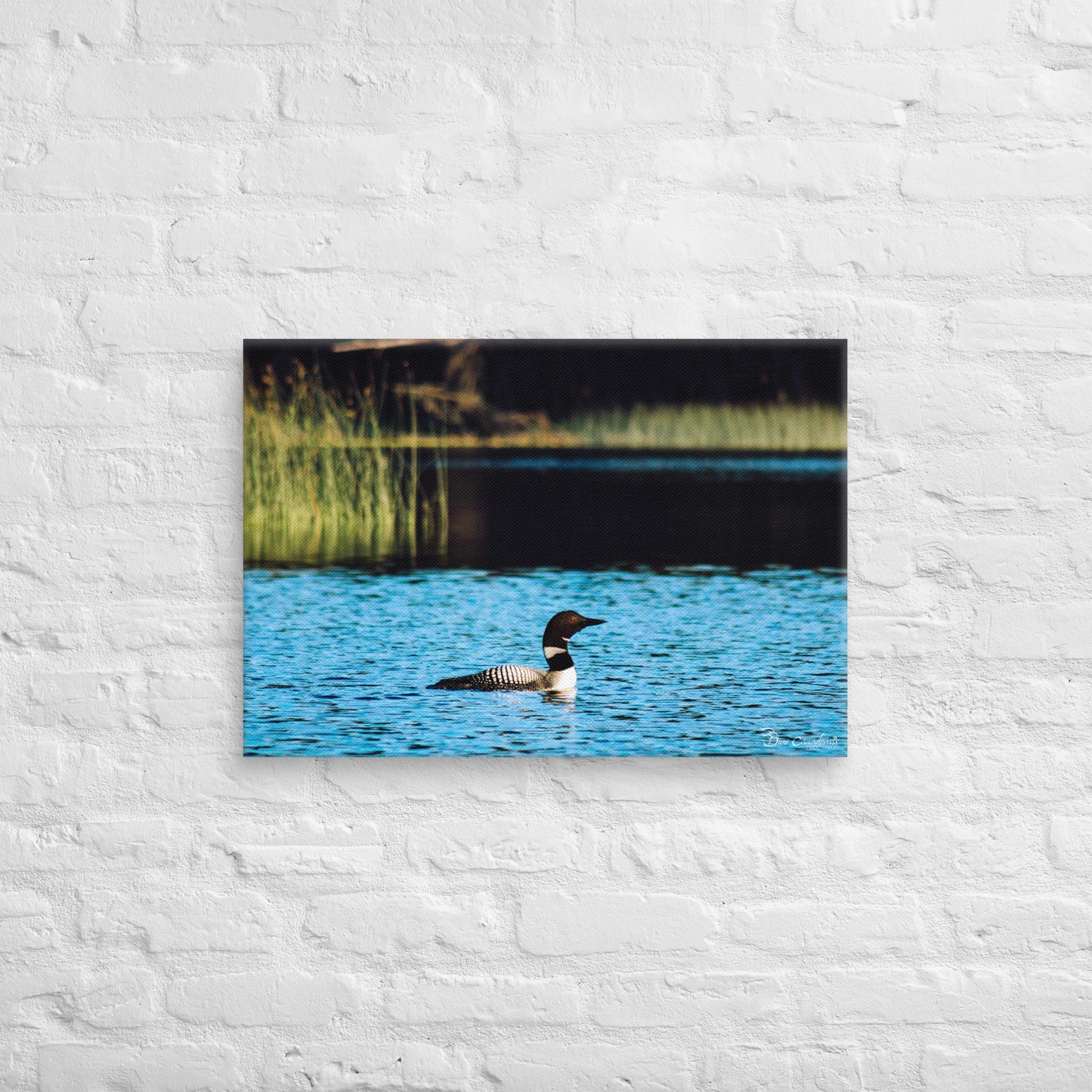 Canvas - Common Loon