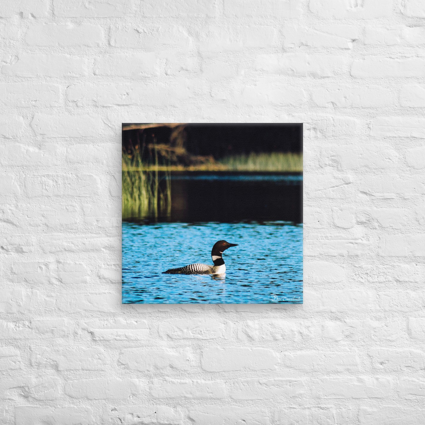 Canvas - Common Loon