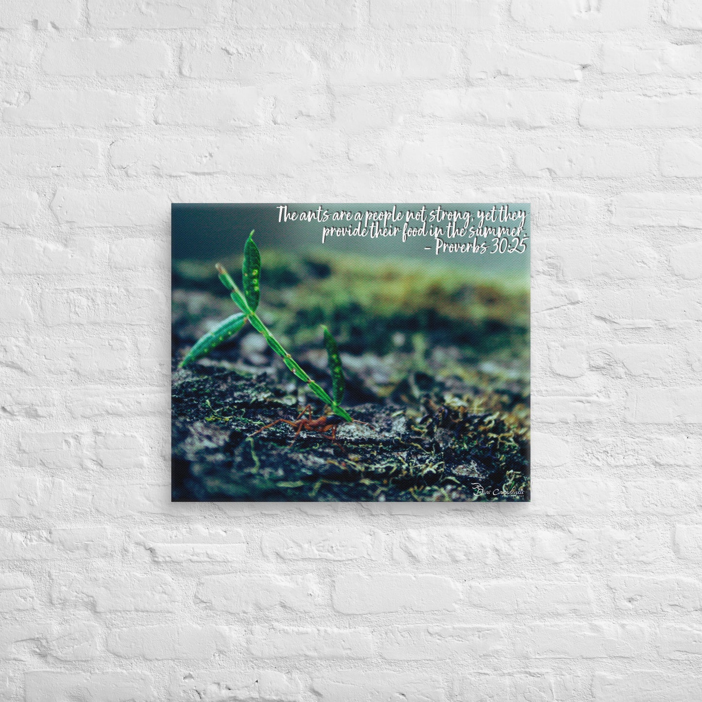 Canvas - Proverbs Wisdom Series - The Ants