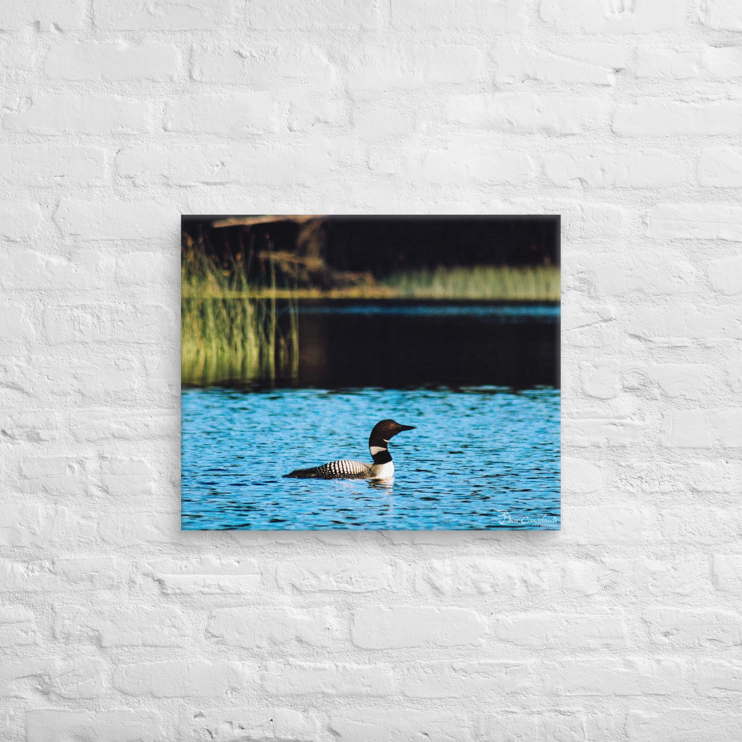 Canvas - Common Loon