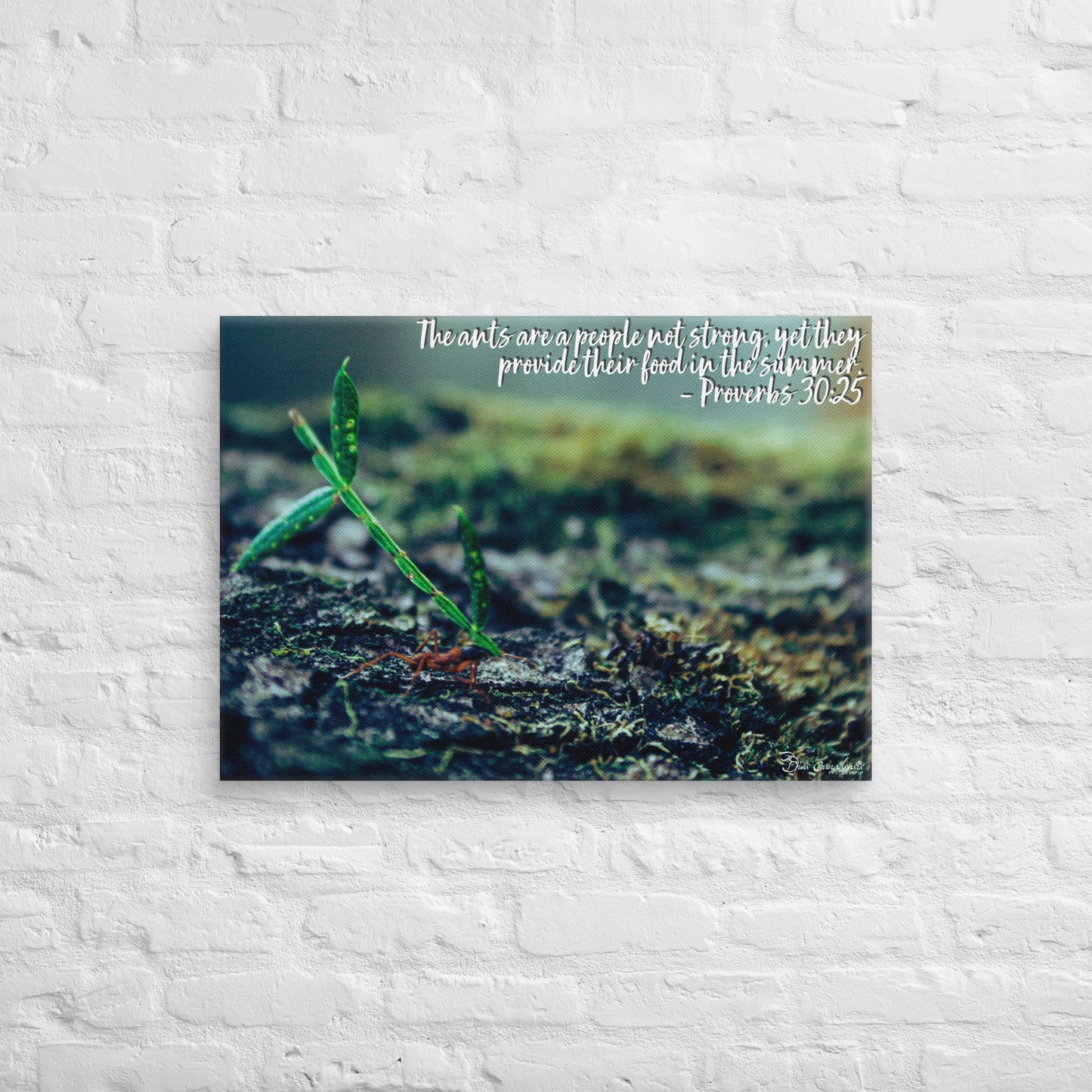 Canvas - Proverbs Wisdom Series - The Ants