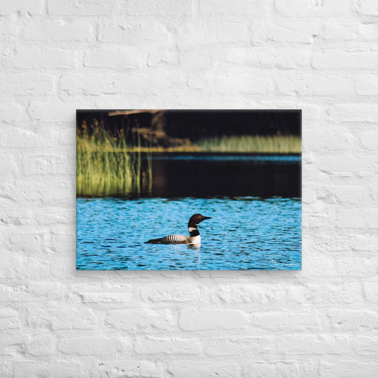Canvas - Common Loon