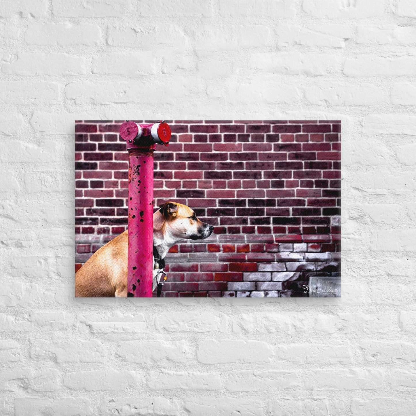 Canvas - Dog