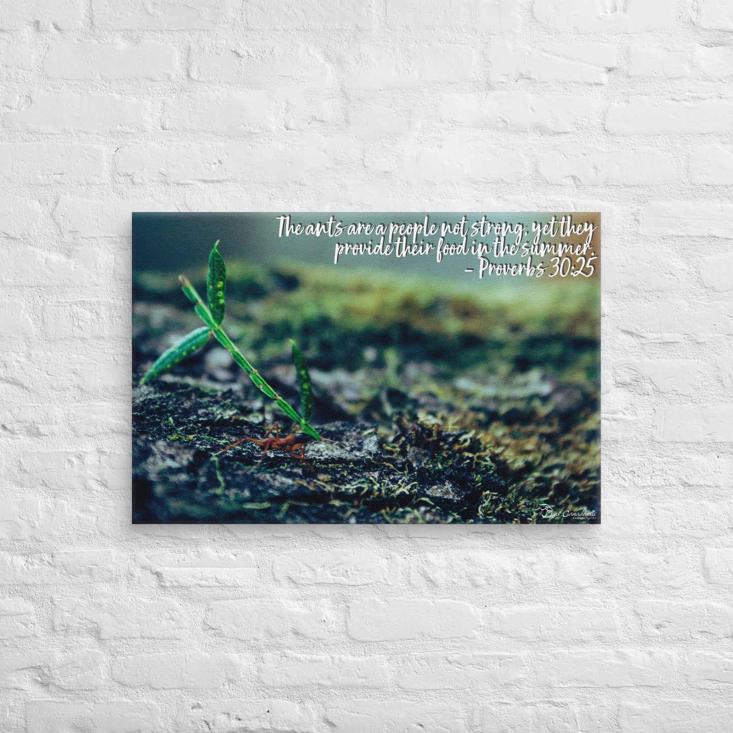 Canvas - Proverbs Wisdom Series - The Ants