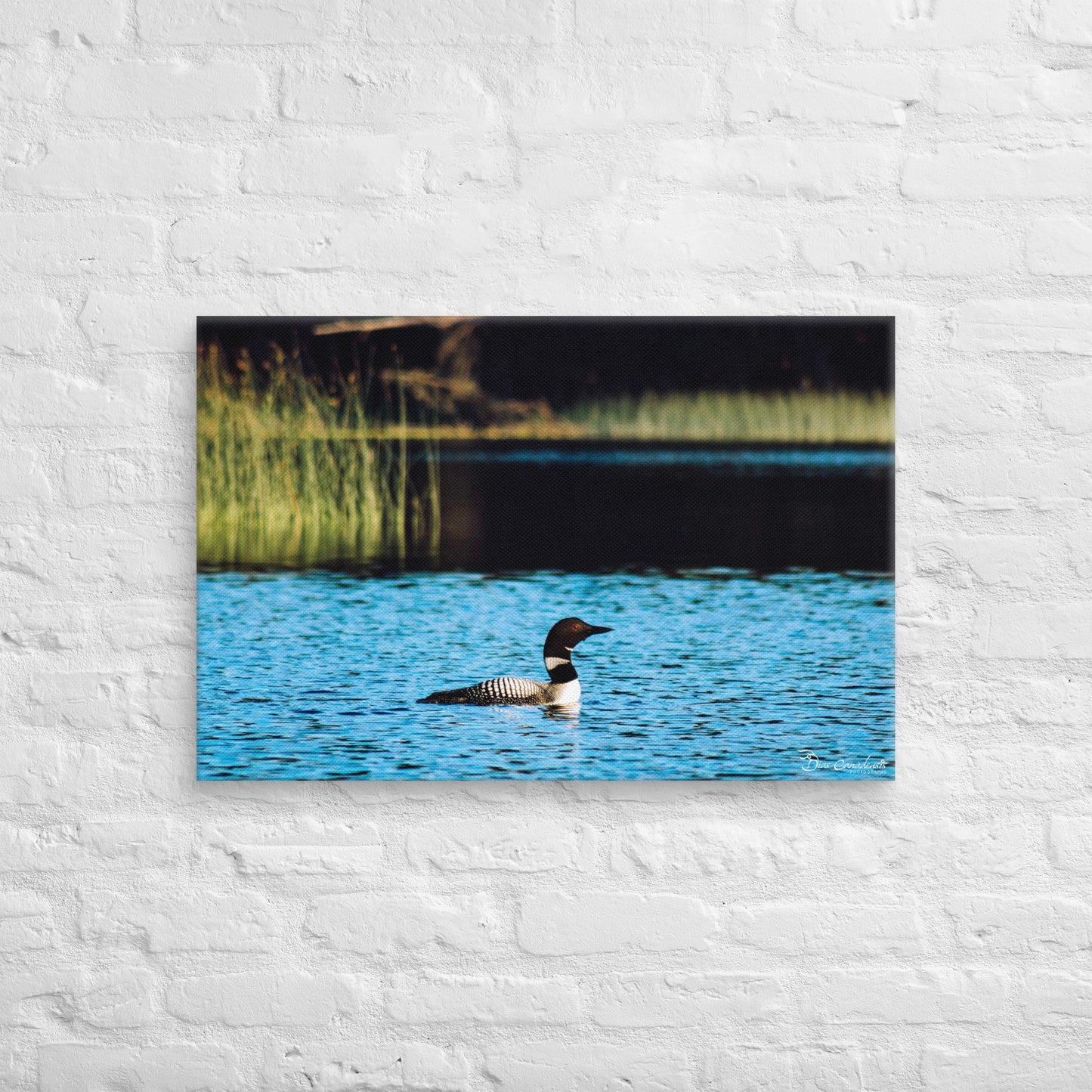 Canvas - Common Loon