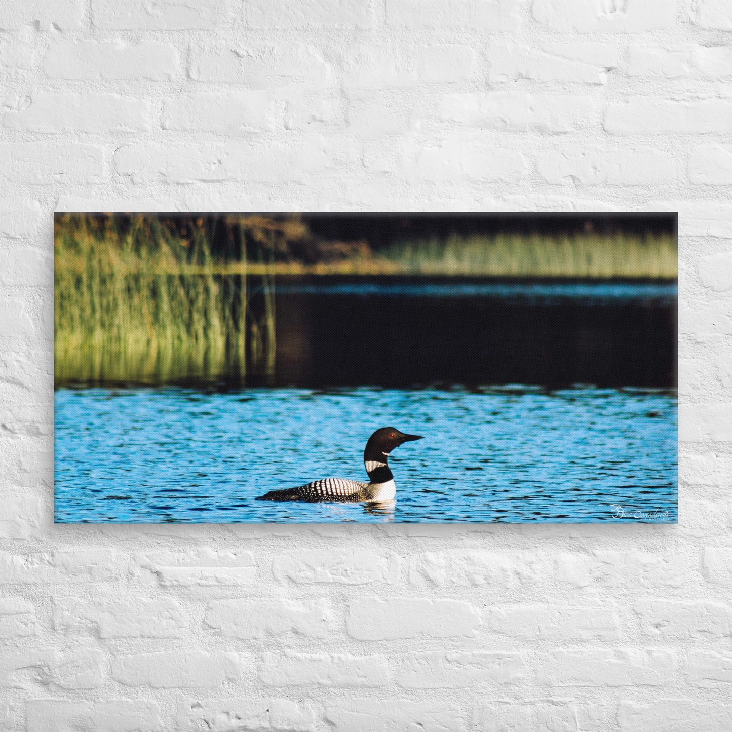 Canvas - Common Loon