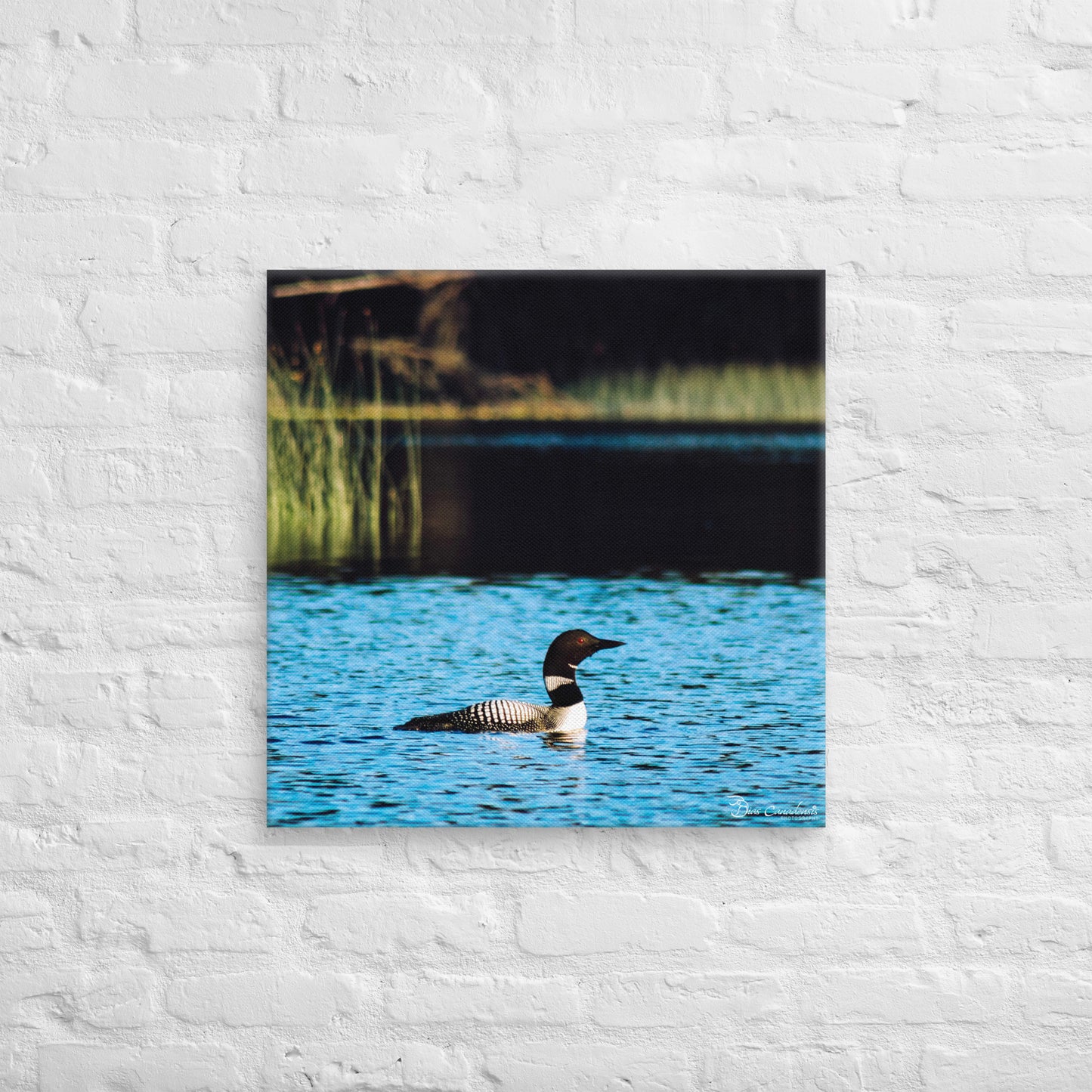 Canvas - Common Loon