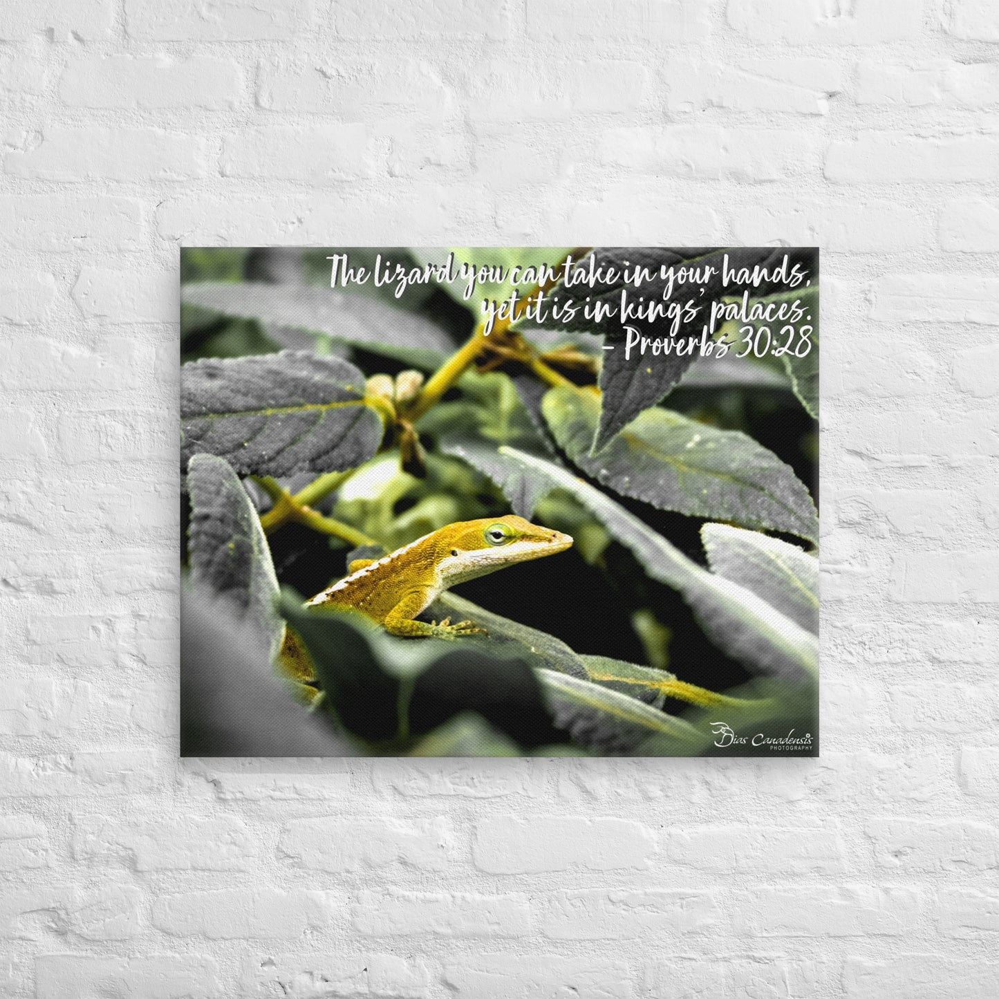 Canvas - Proverbs Wisdom Series - The Lizard
