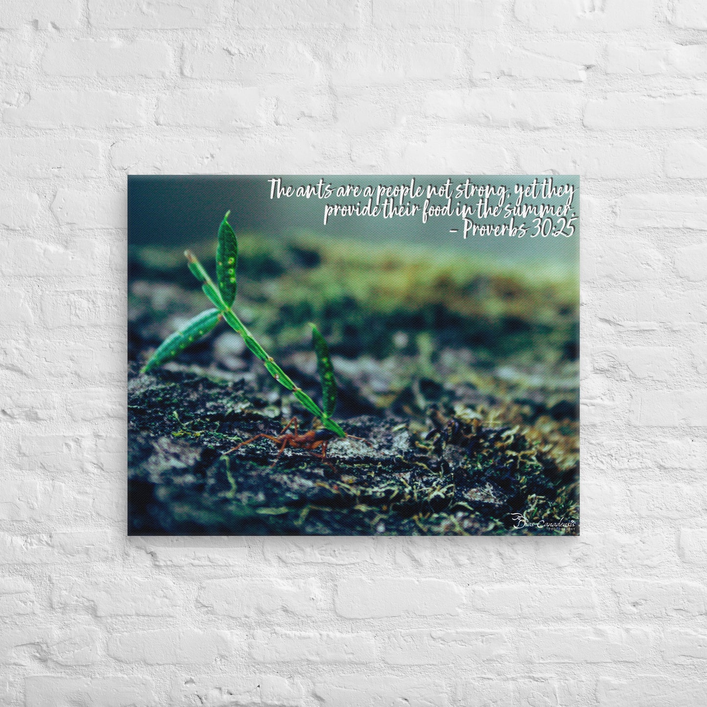 Canvas - Proverbs Wisdom Series - The Ants