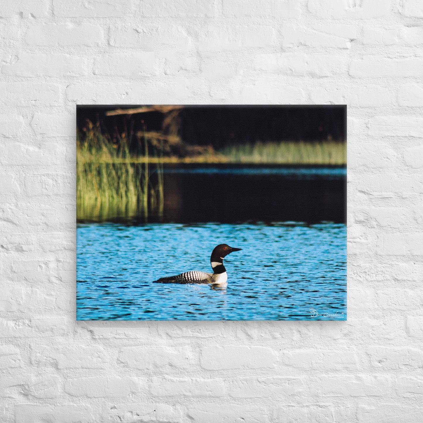 Canvas - Common Loon