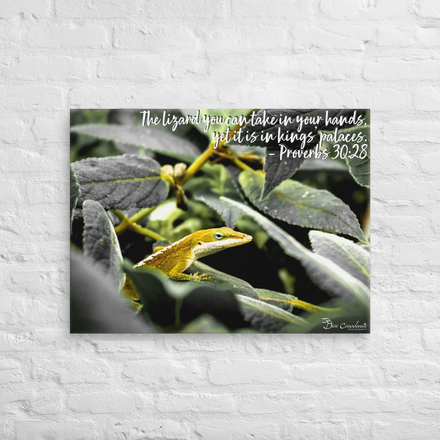 Canvas - Proverbs Wisdom Series - The Lizard