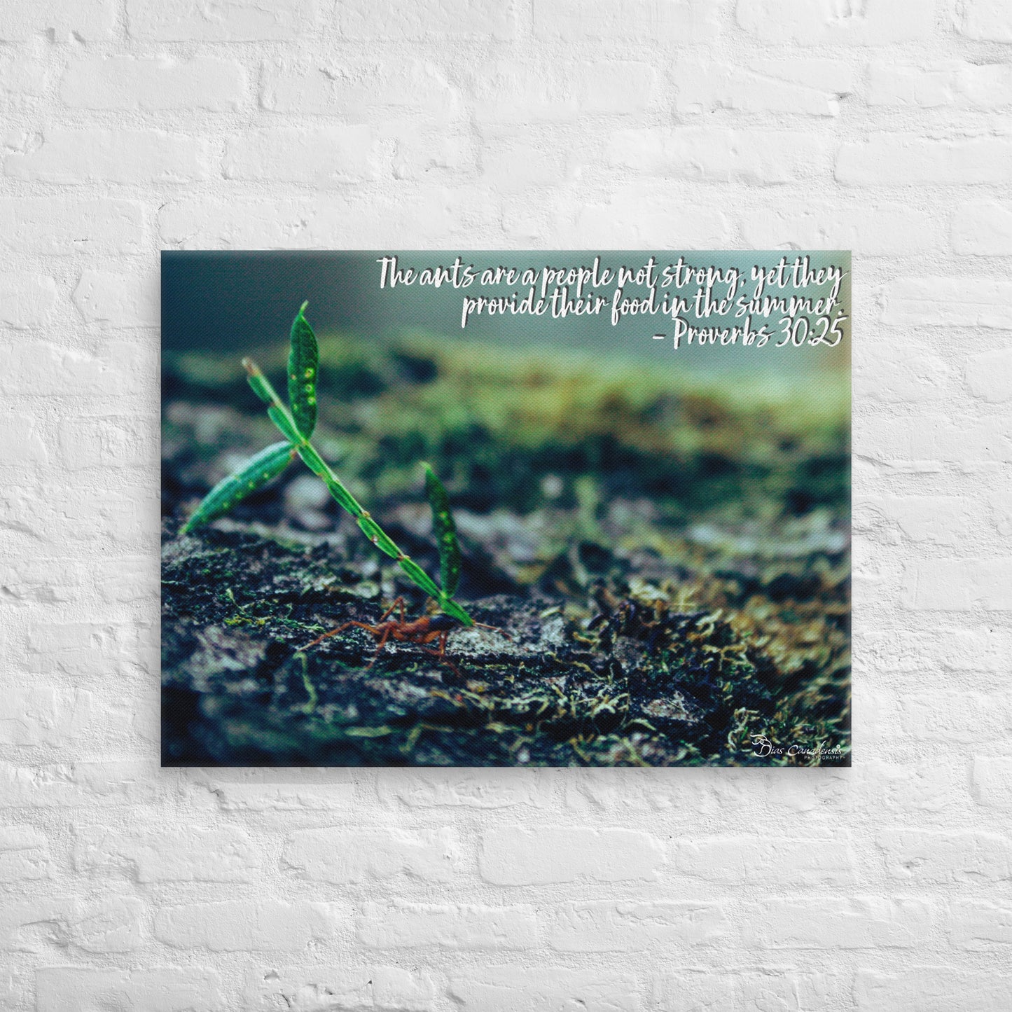 Canvas - Proverbs Wisdom Series - The Ants