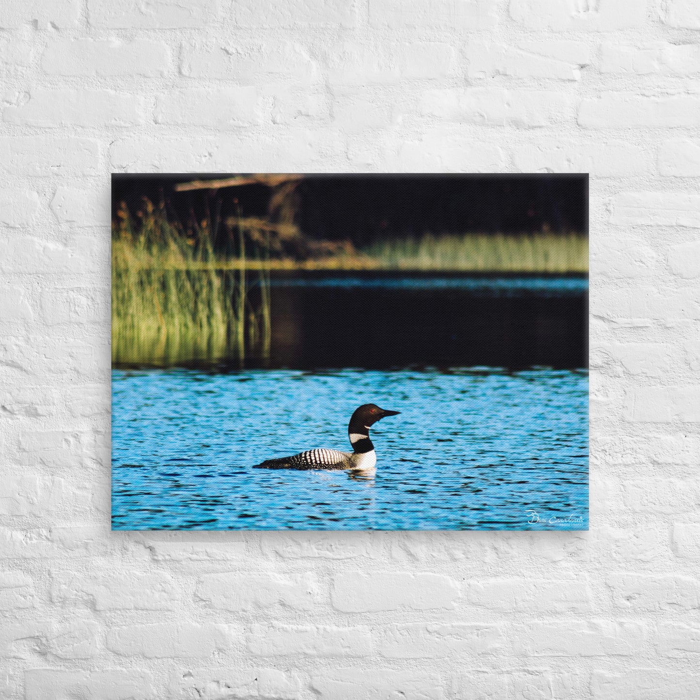 Canvas - Common Loon