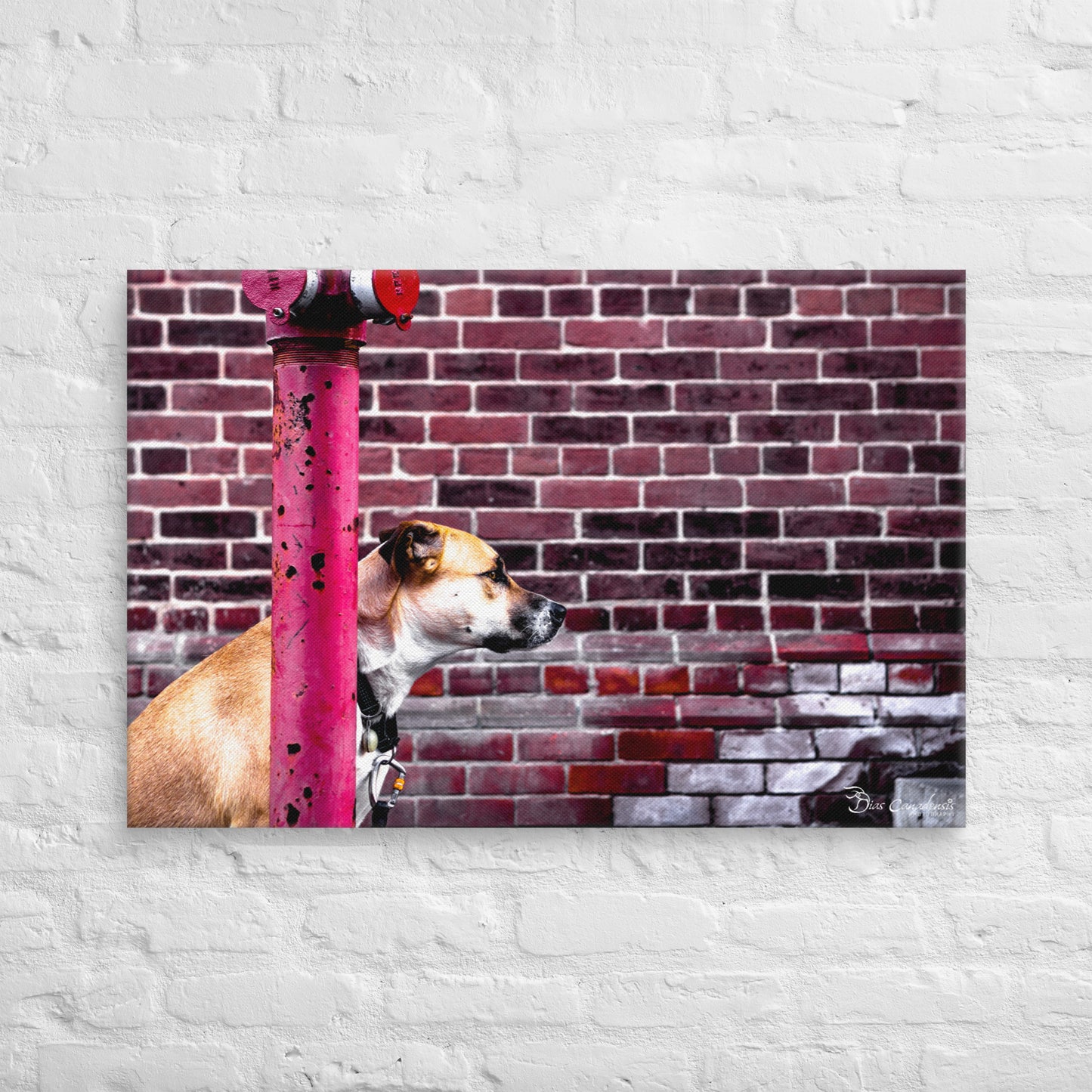 Canvas - Dog