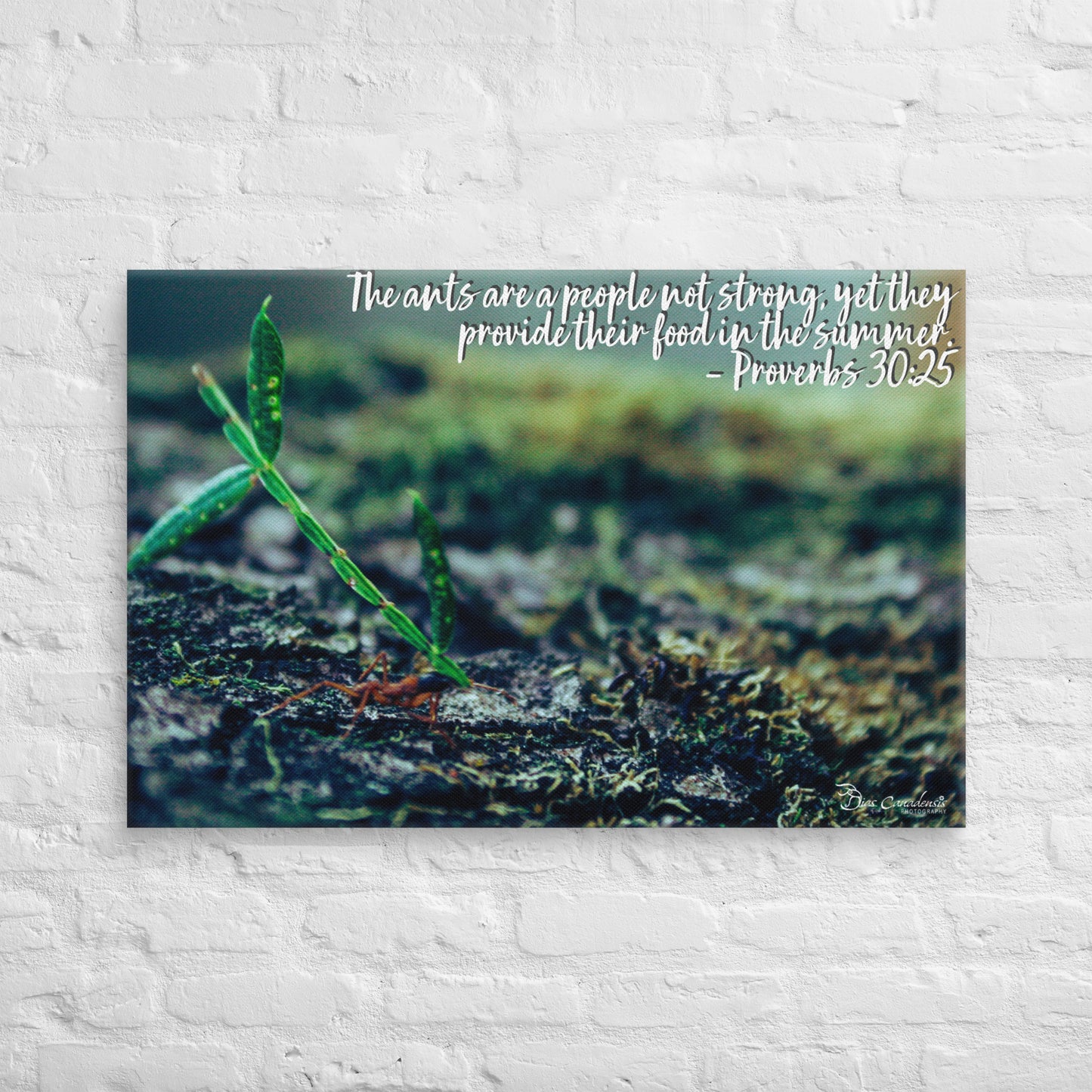 Canvas - Proverbs Wisdom Series - The Ants