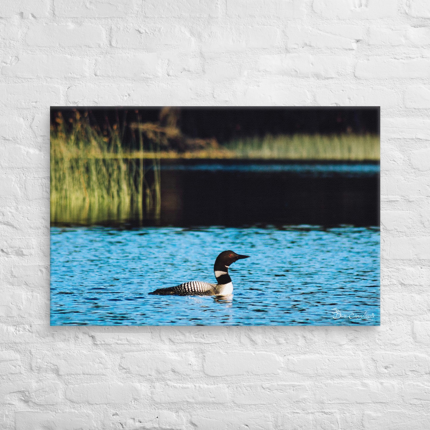 Canvas - Common Loon