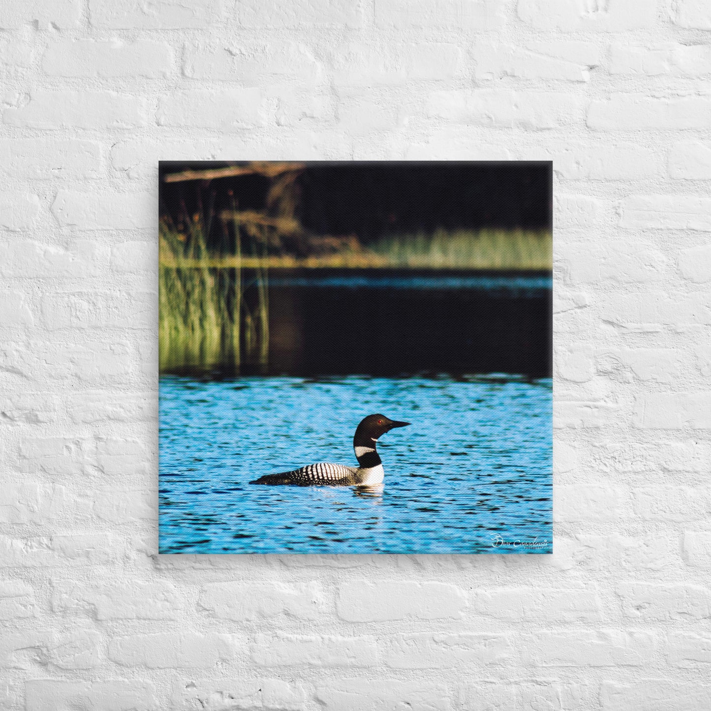 Canvas - Common Loon