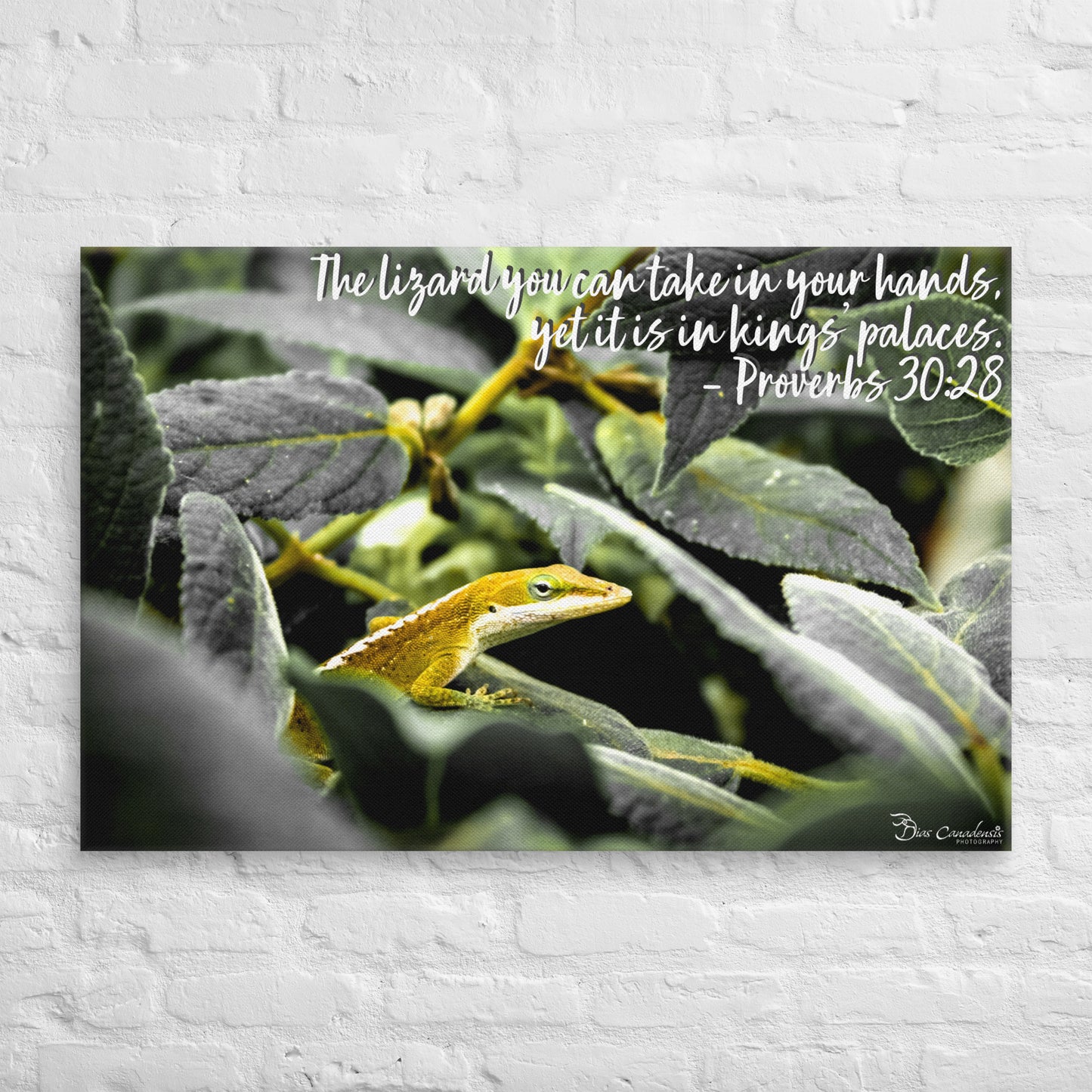 Canvas - Proverbs Wisdom Series - The Lizard