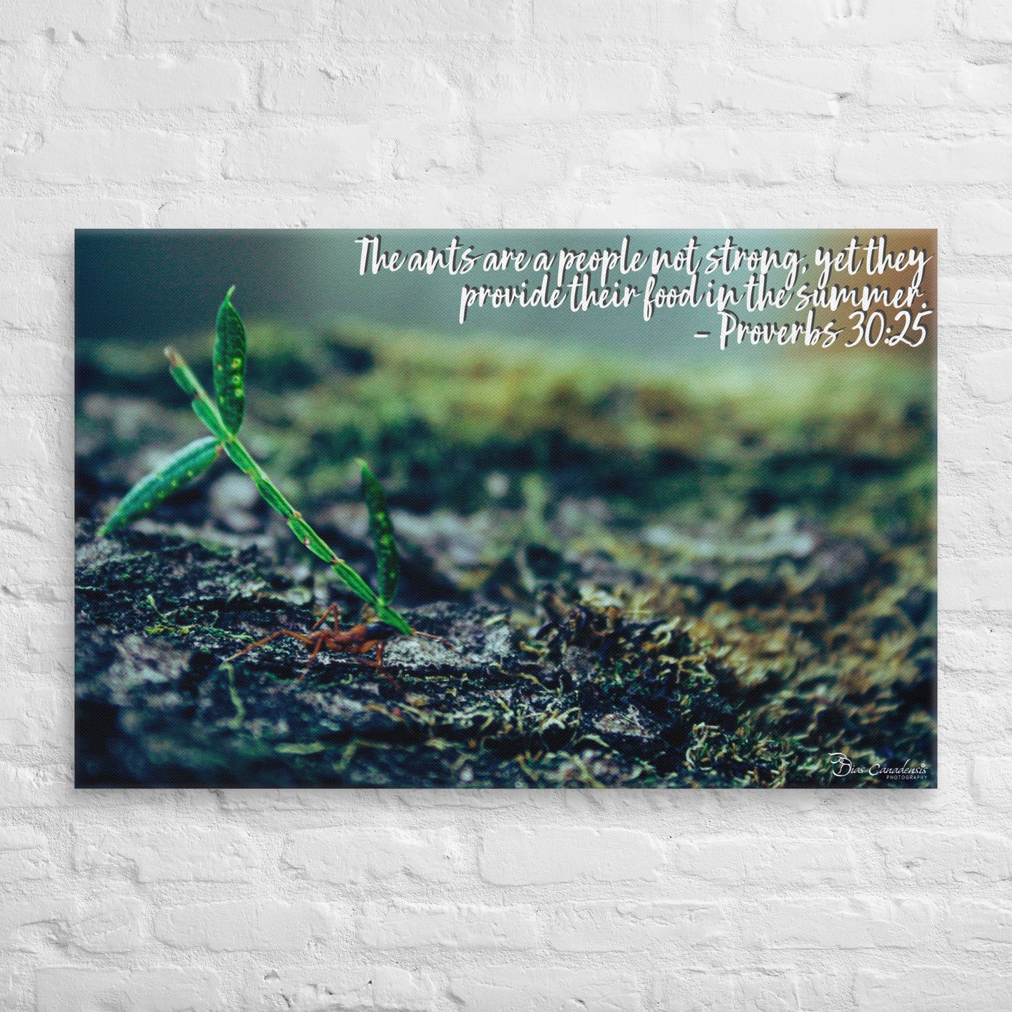 Canvas - Proverbs Wisdom Series - The Ants