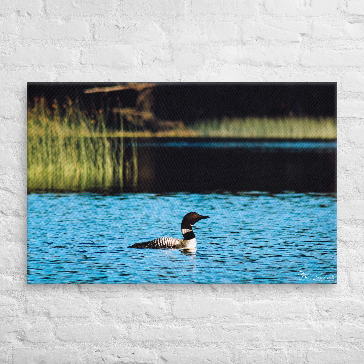 Canvas - Common Loon