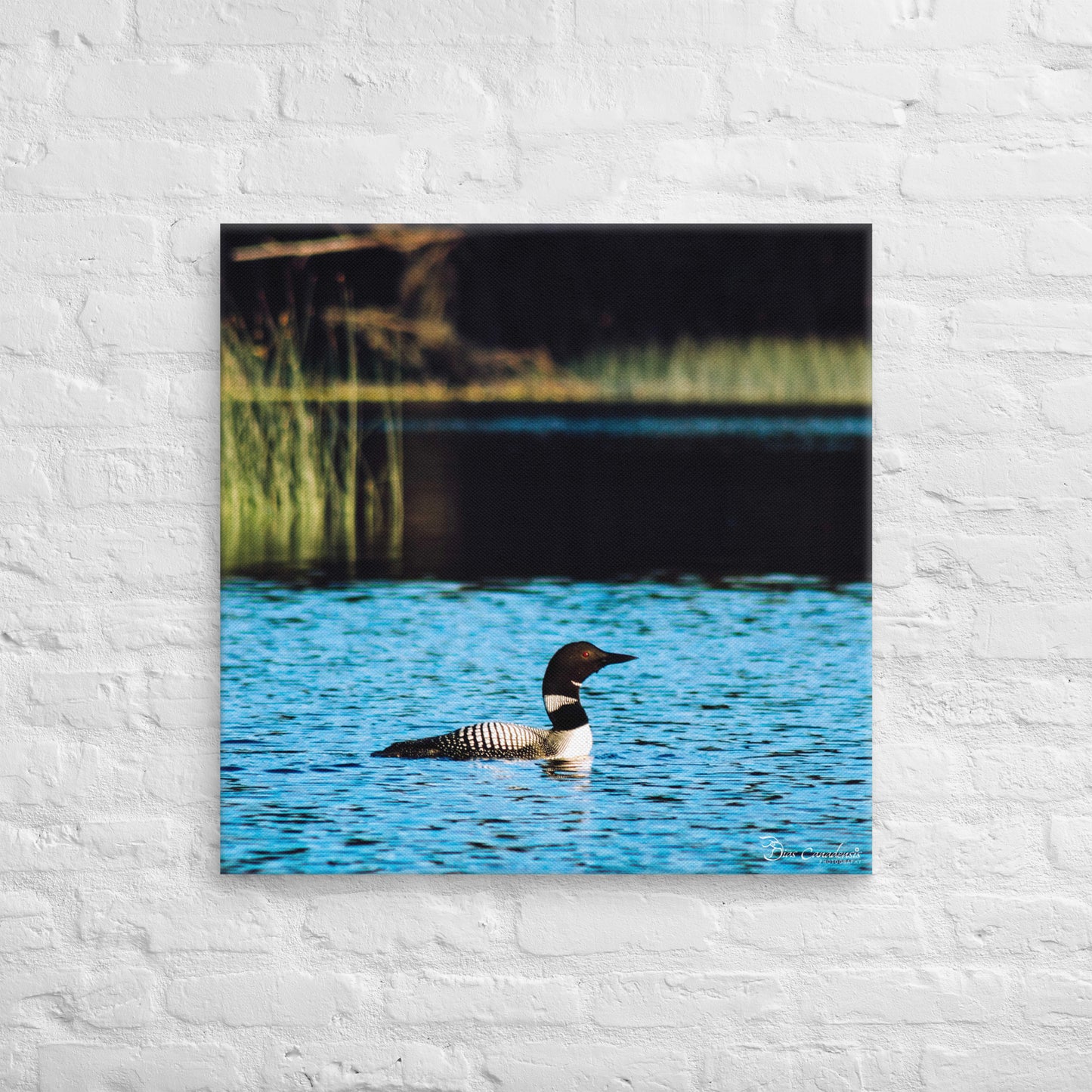 Canvas - Common Loon