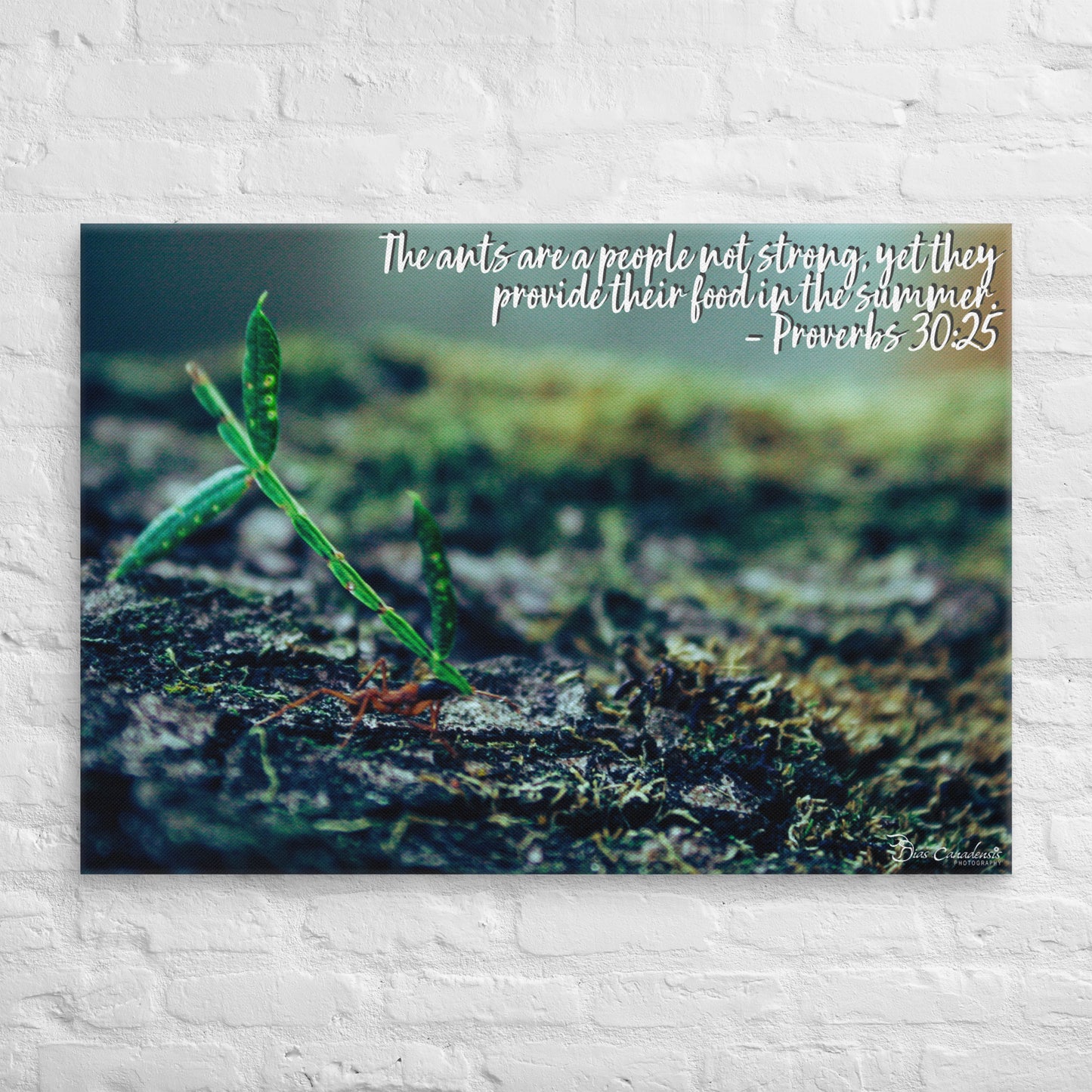 Canvas - Proverbs Wisdom Series - The Ants