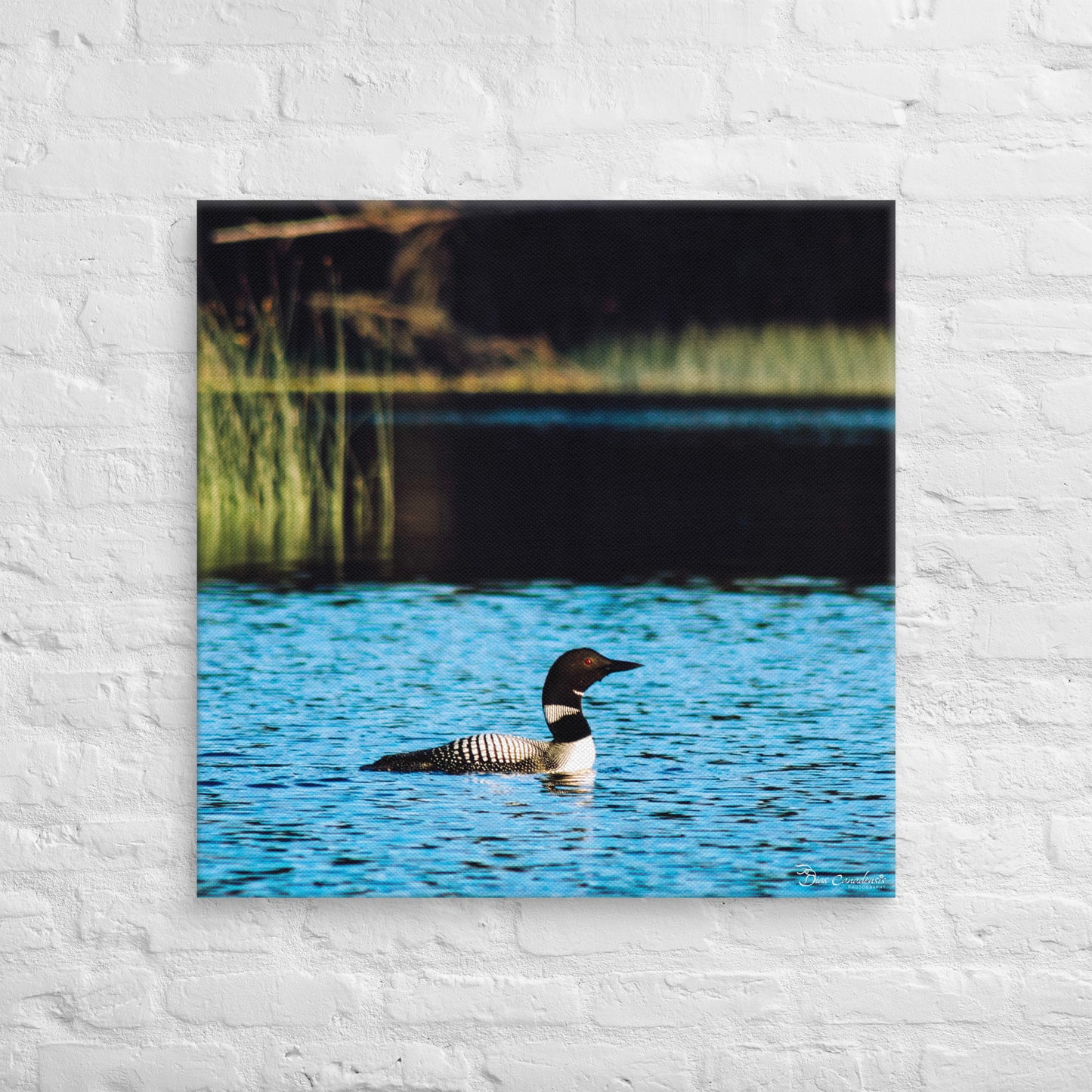 Canvas - Common Loon