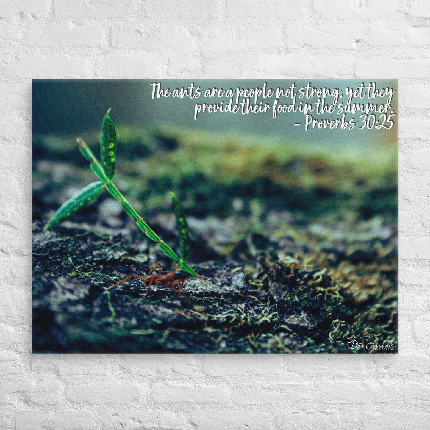 Canvas - Proverbs Wisdom Series - The Ants