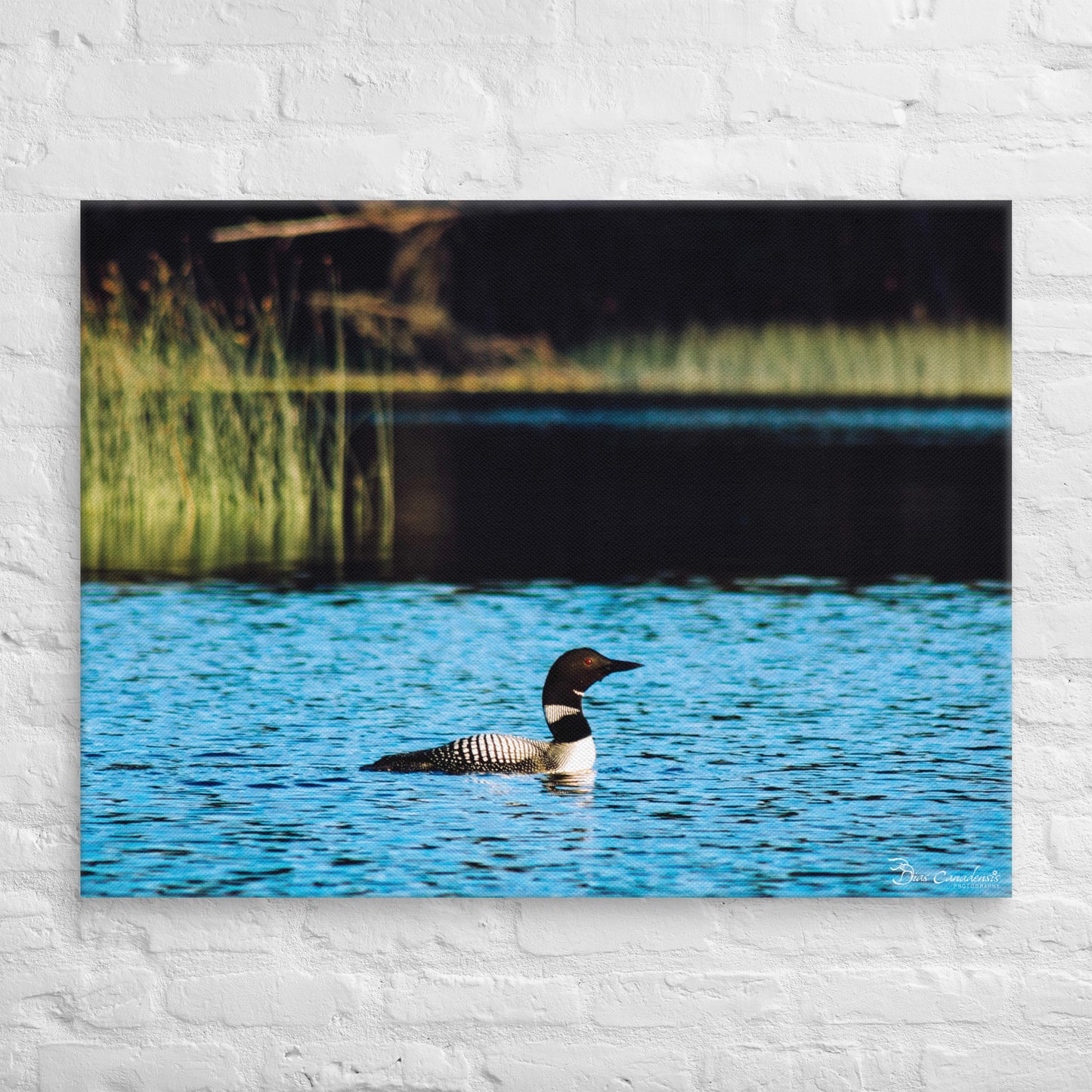 Canvas - Common Loon