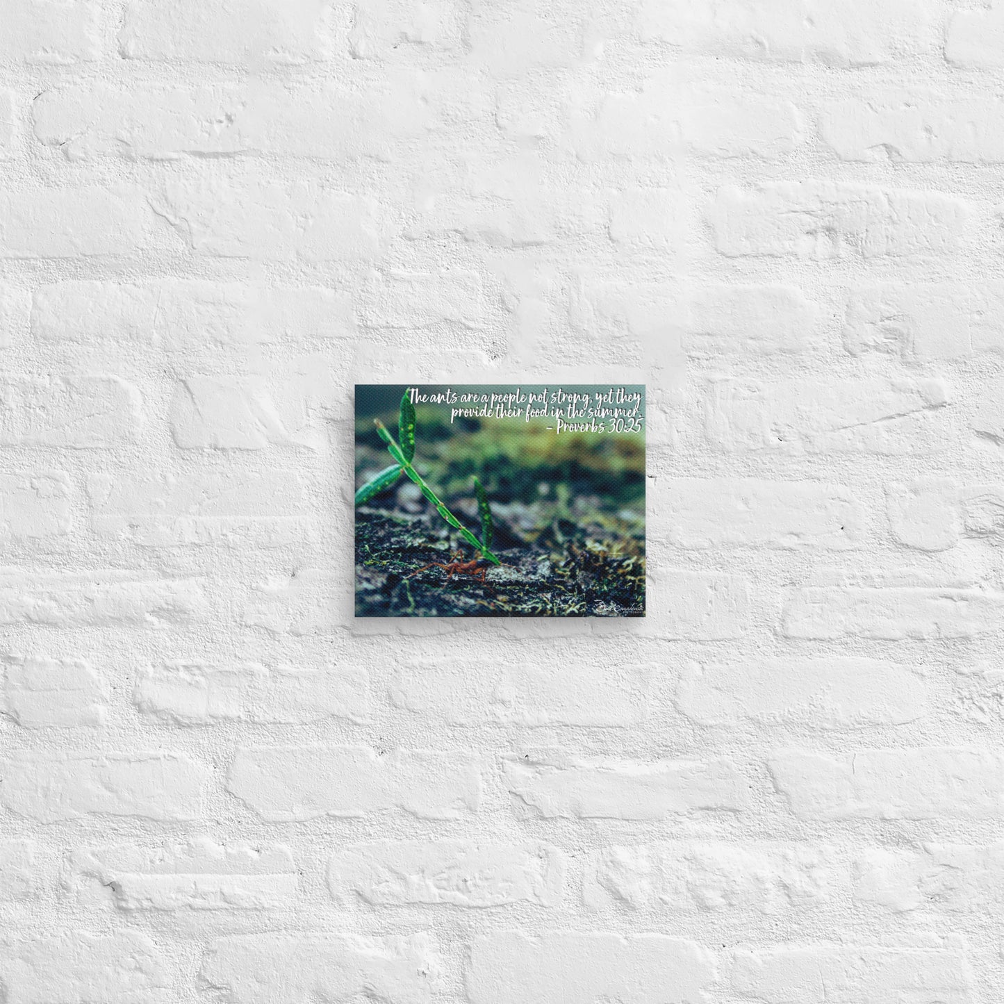 Canvas - Proverbs Wisdom Series - The Ants