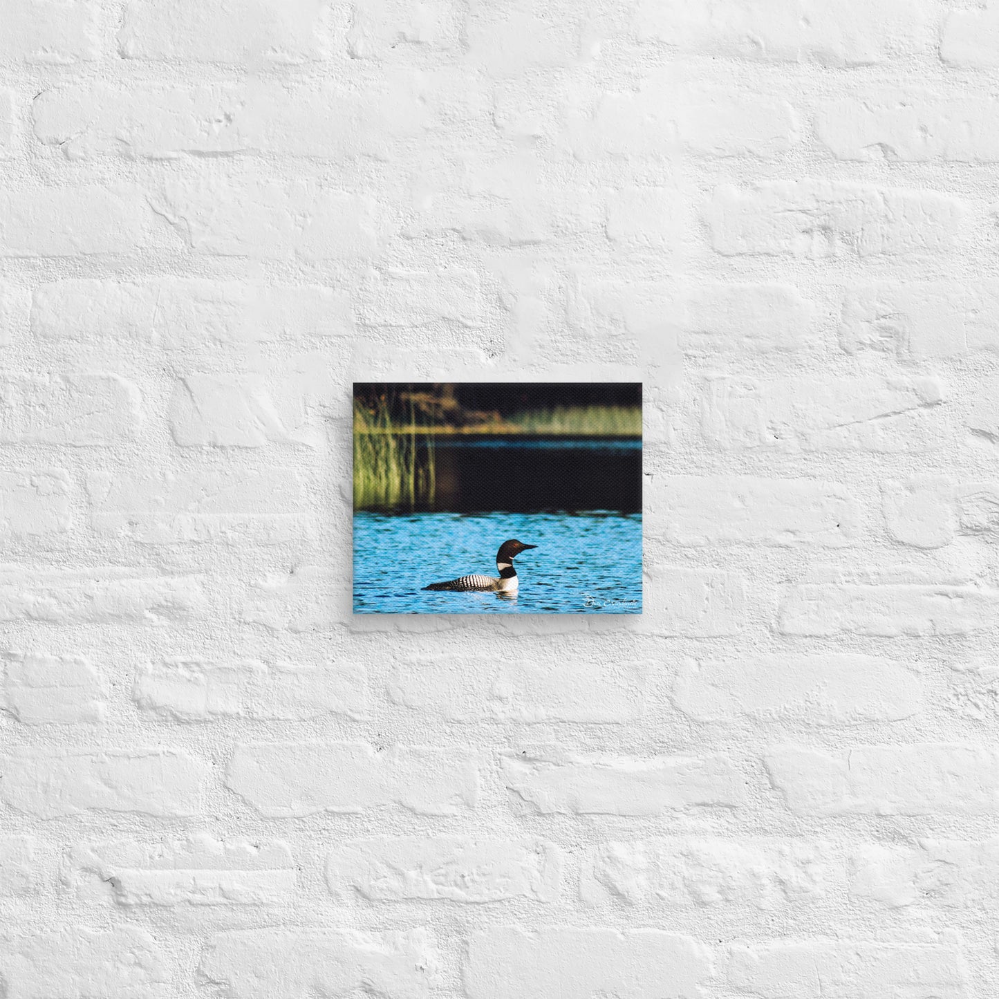 Canvas - Common Loon