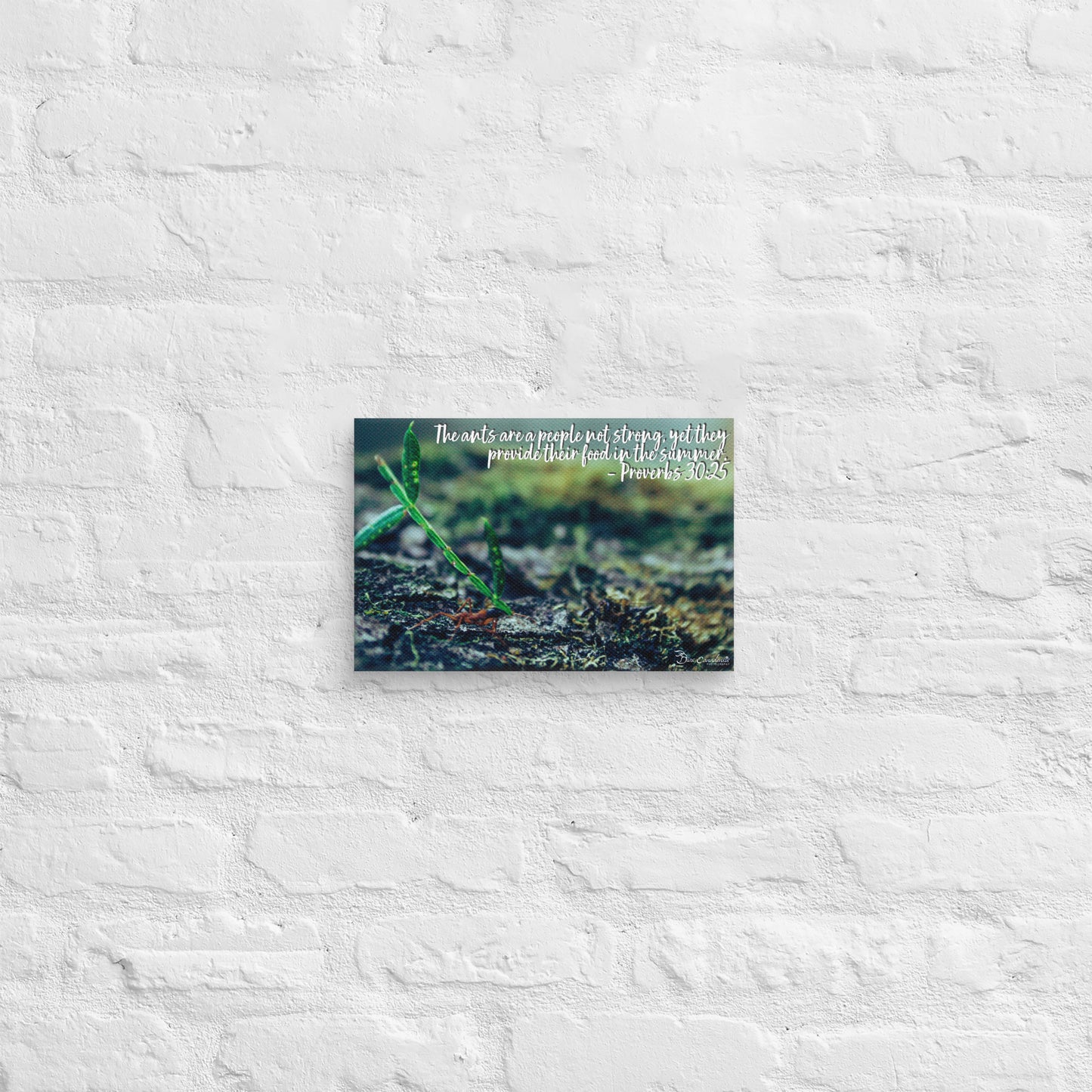 Canvas - Proverbs Wisdom Series - The Ants